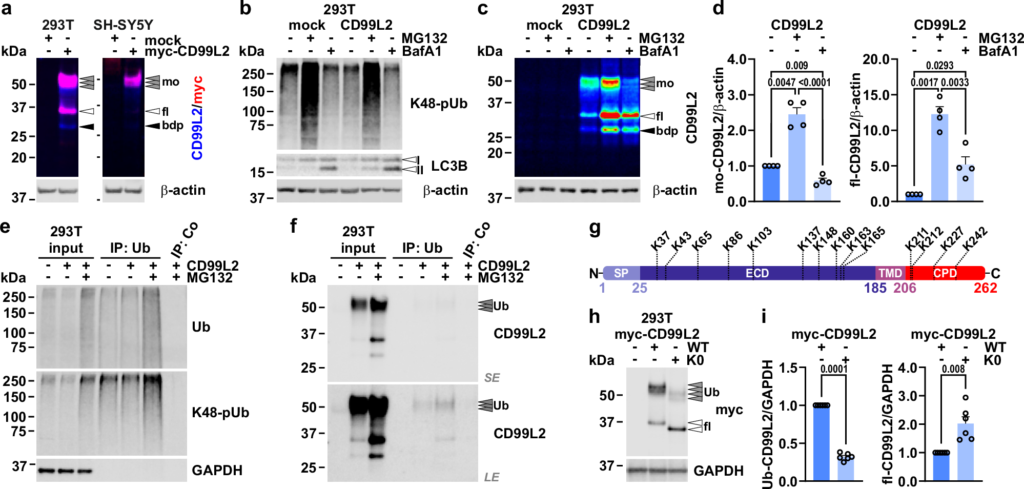 Fig. 4: CD99L2 is ubiquitinated, and degraded via autophagy and proteasomes.