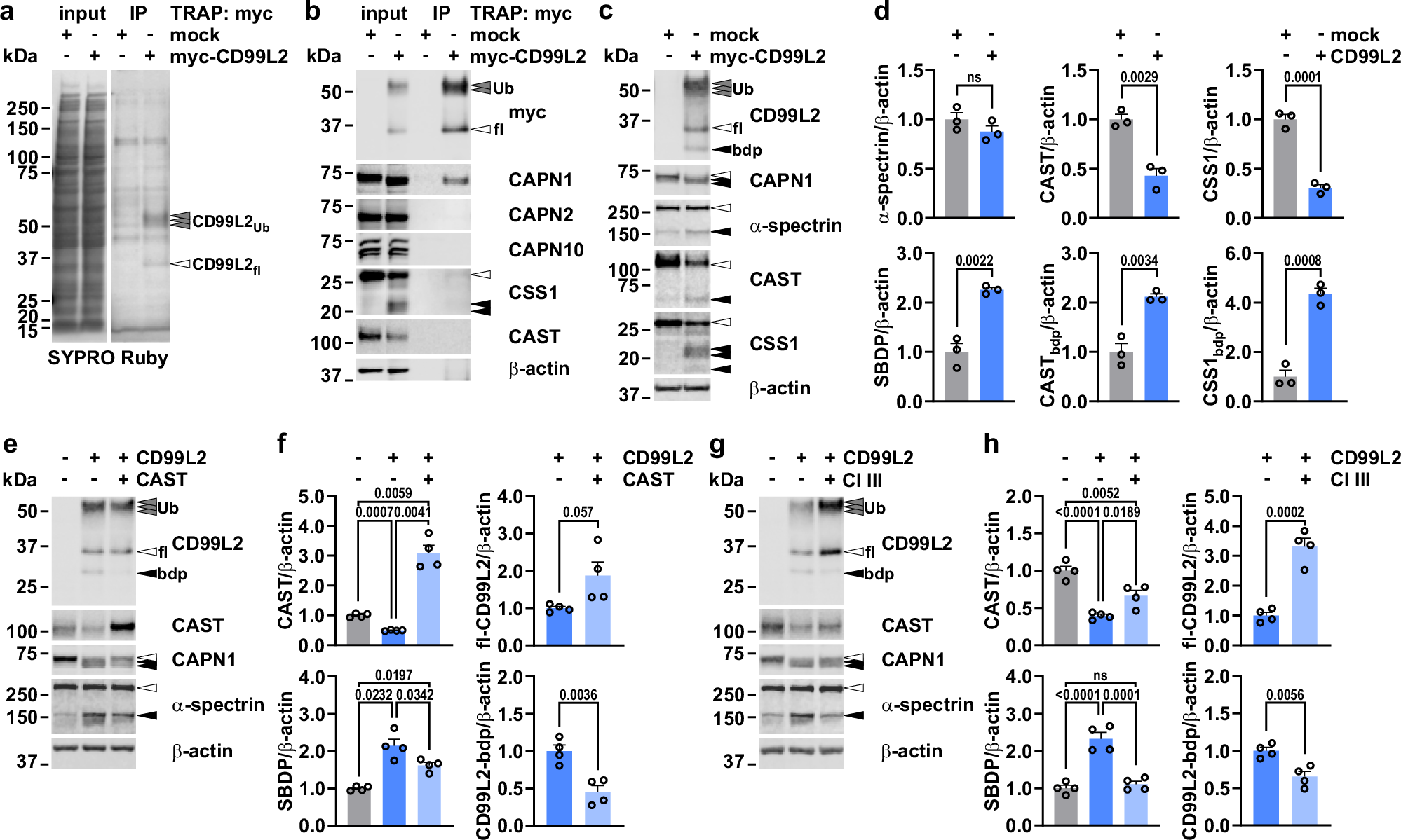 Fig. 5: CD99L2 functions as an interactor and activator of CAPN1.