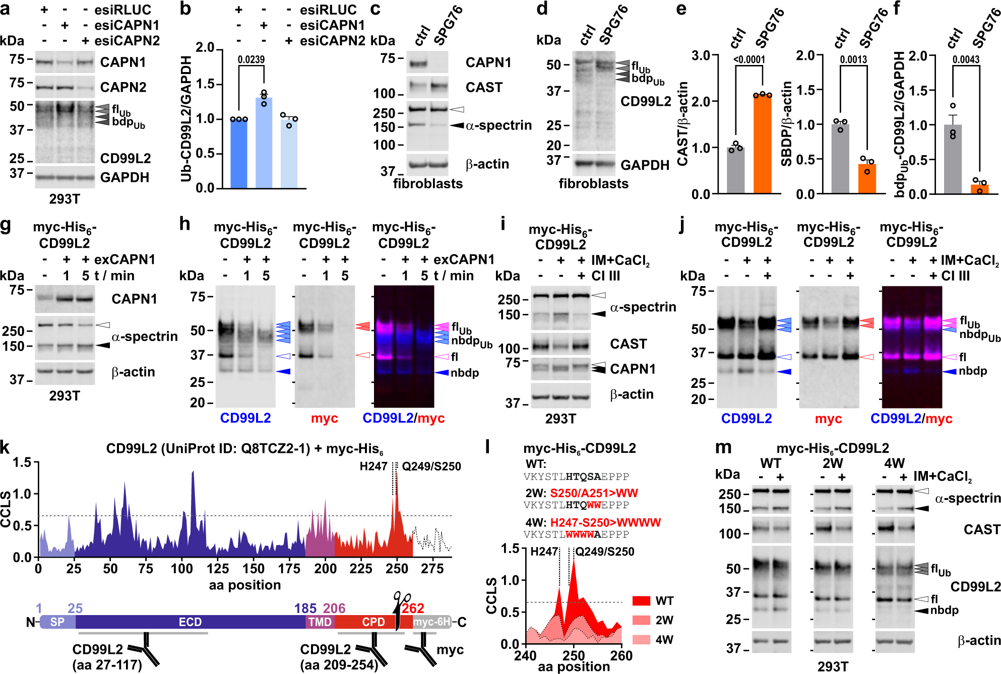 Fig. 6: CD99L2 is a CAPN1 substrate and cleaved at its cytoplasmic C-terminus.