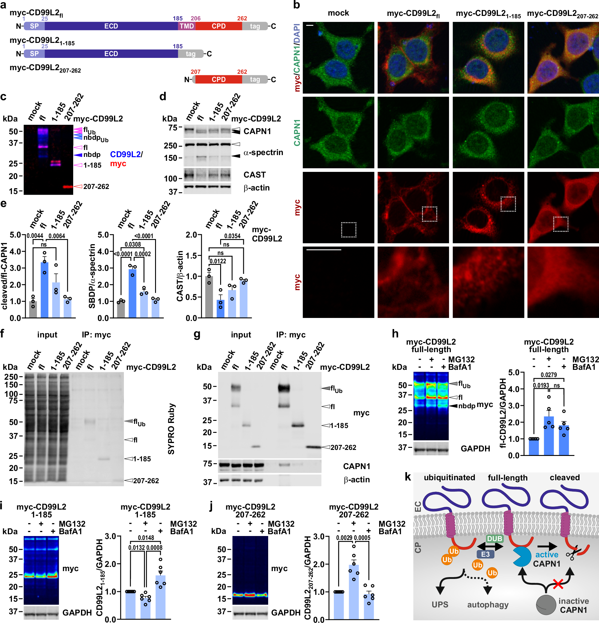 Fig. 8: CD99L2 truncation leads to aberrant cellular distribution, compromised calpain activation and reduced CAPN1 binding.