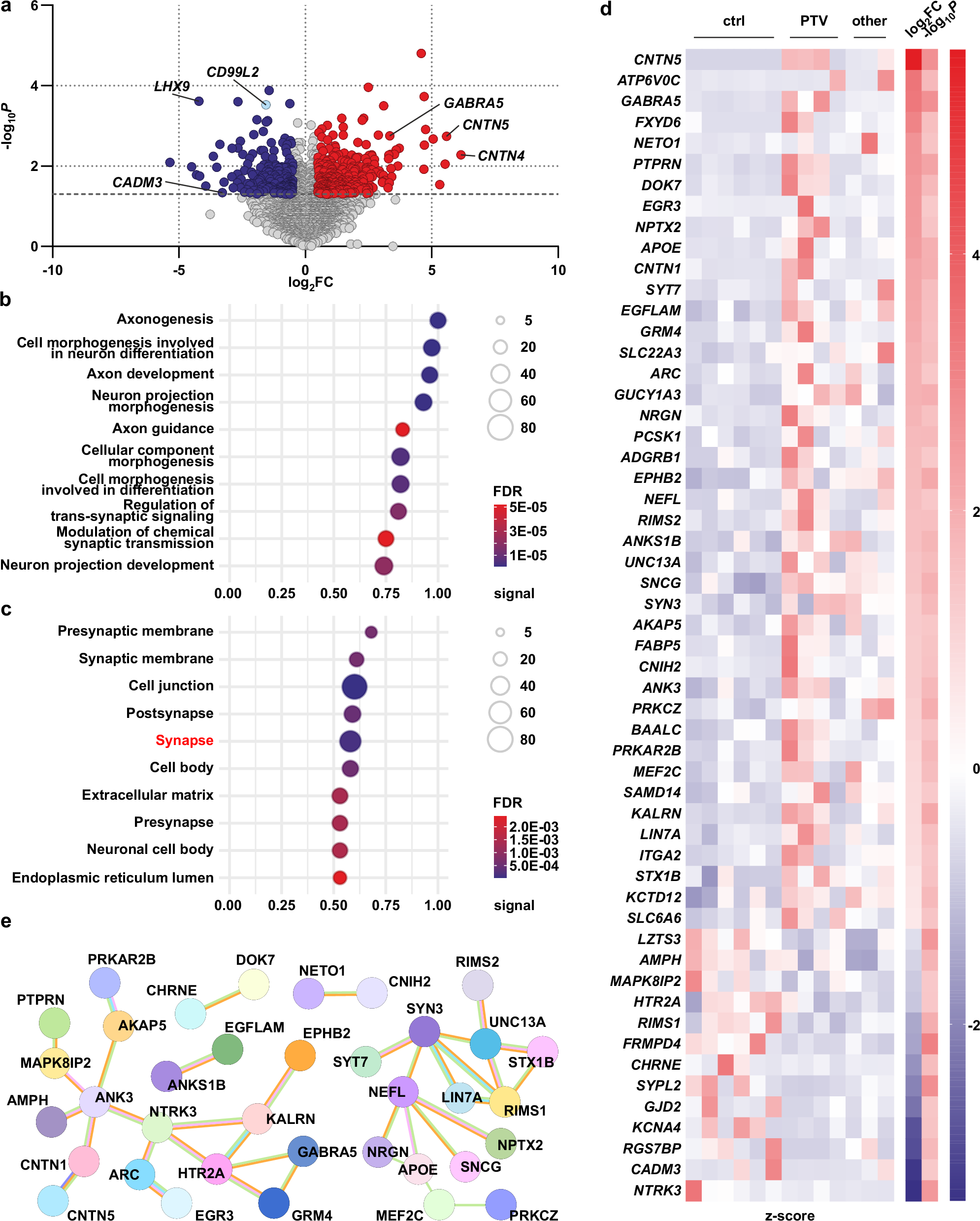 Fig. 9: CD99L2 variants cause transcriptional disturbances in genes associated with neuronal function and the synapse.