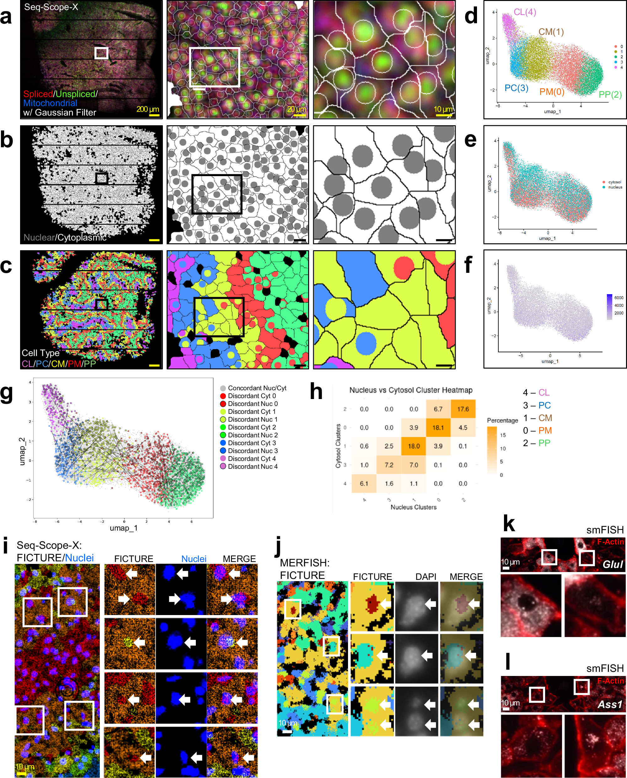 Fig. 2: Seq-Scope-X reveals subcellular heterogeneity in liver spatial transcriptome.