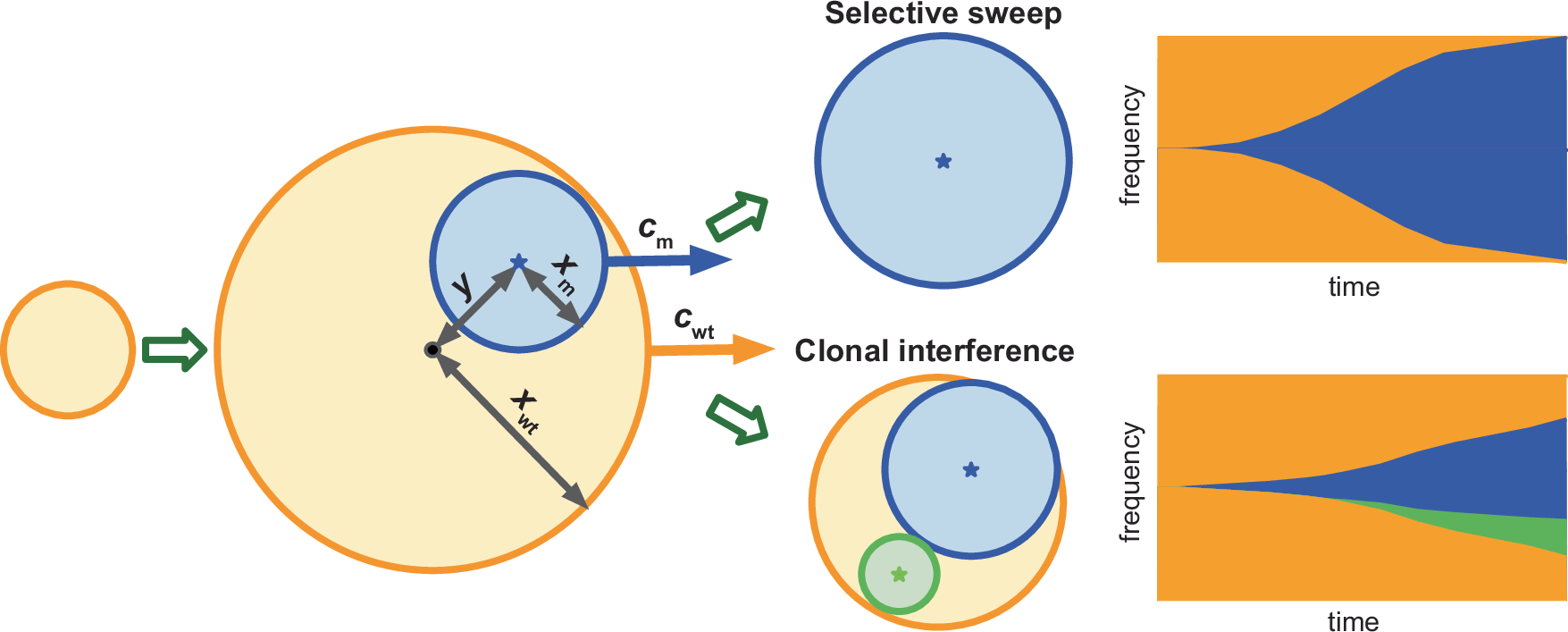 Fig. 1: Illustration of the macroscopic model (not to scale) showing the two possible fates of the first surviving mutant (blue) within the wildtype population (orange).