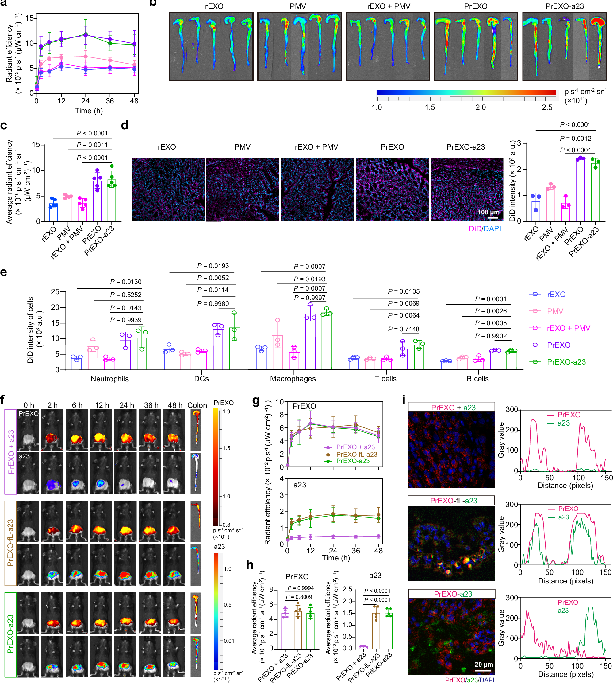 Fig. 4: Enhanced targeting ability and MMP-responsive release of antibody for PrEXO-a23 in colonic lesions of IBD mice.