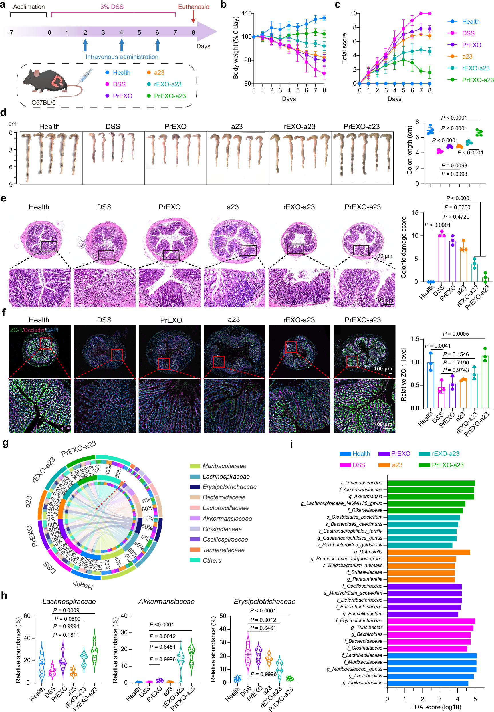 Fig. 6: Potent therapeutic efficacy of PrEXO-a23 against IBD.