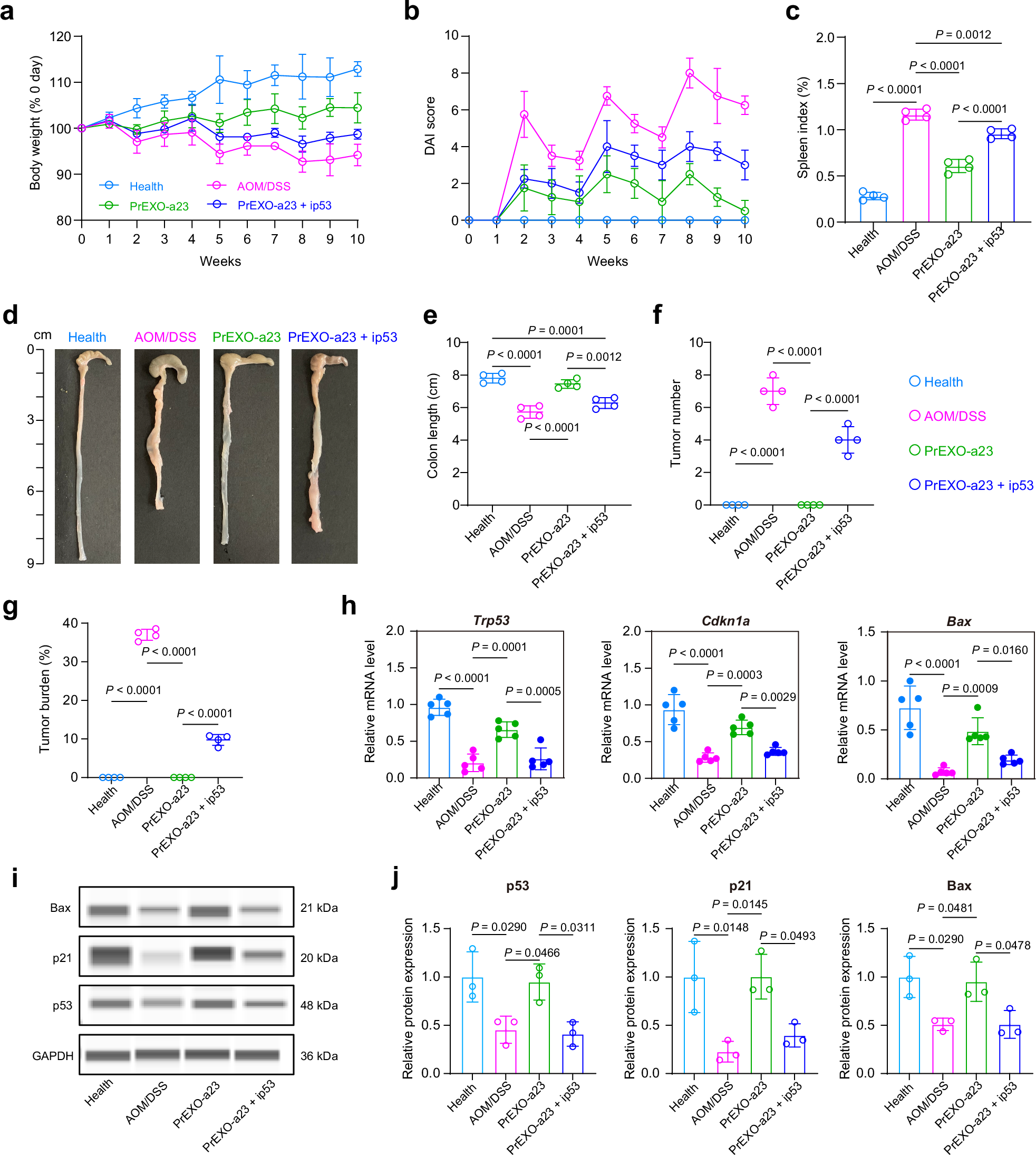 Fig. 8: PrEXO-a23 displays anti-CAC effect in a p53 signaling-dependent manner.