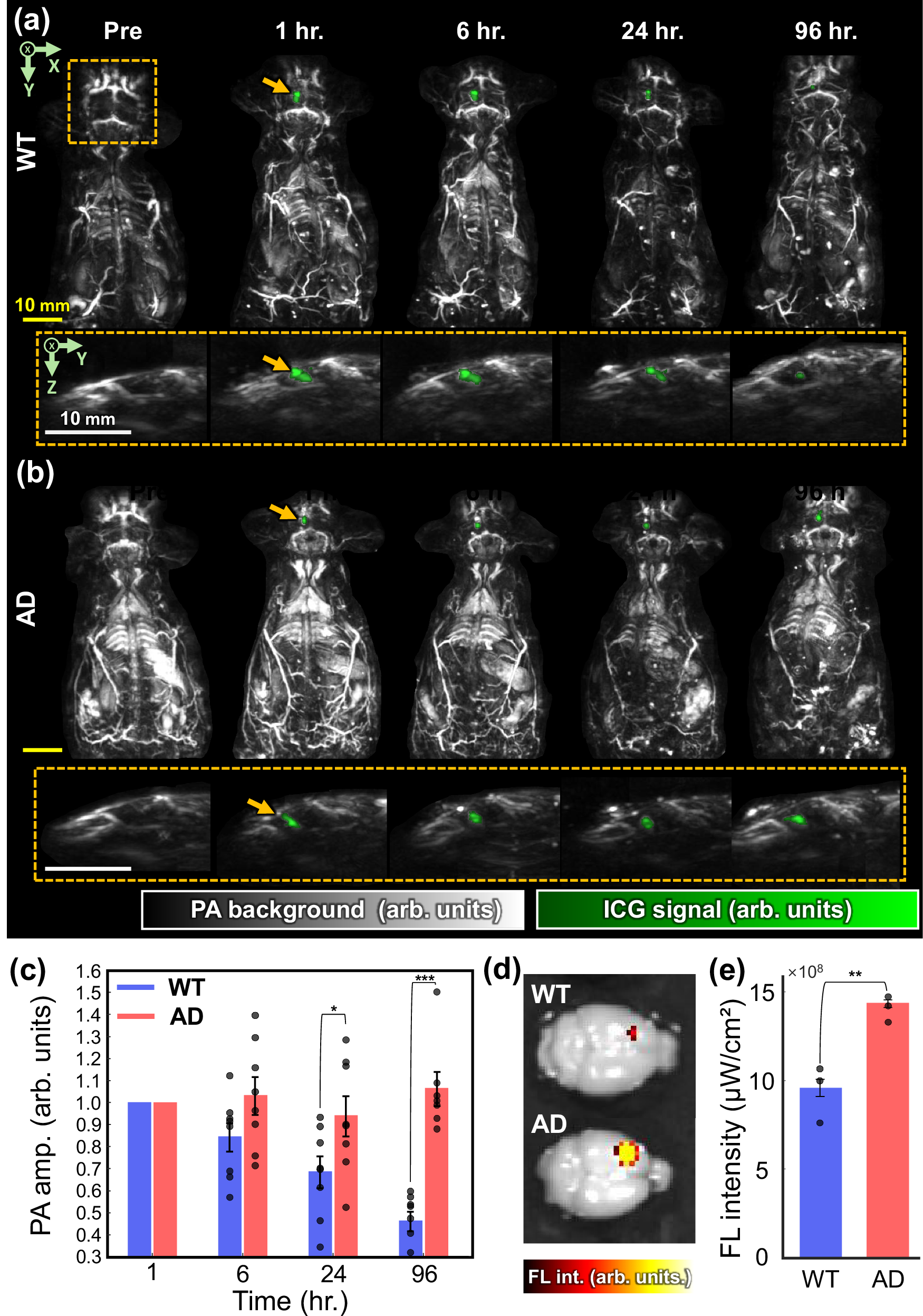 Fig. 3: PACT monitoring of CSF drainage in AD and WT mice.
