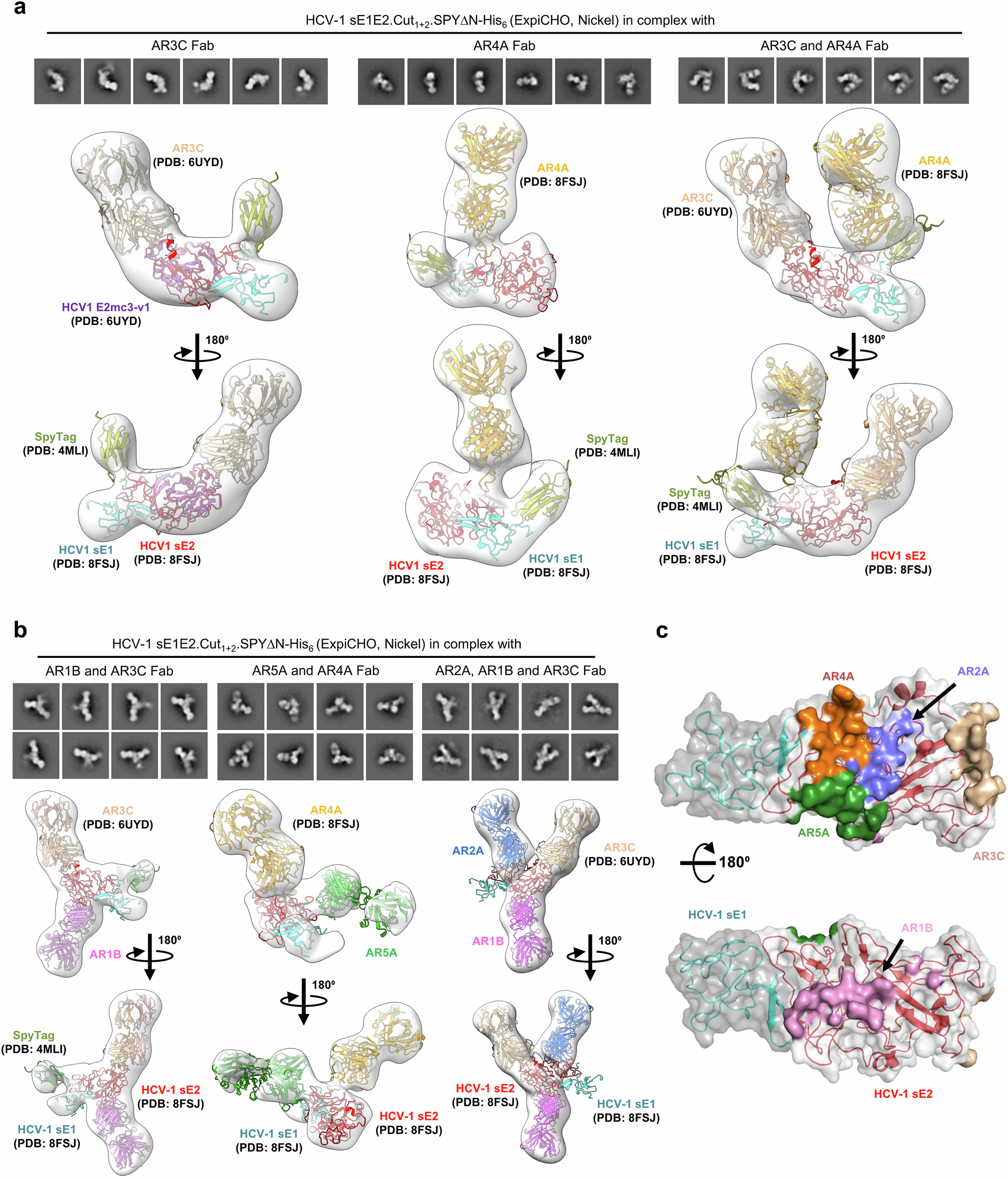 Fig. 3: Negative-stain EM analysis of HCV-1 sE1E2.Cut1+2.SPYΔN-His6 bound to NAbs.
