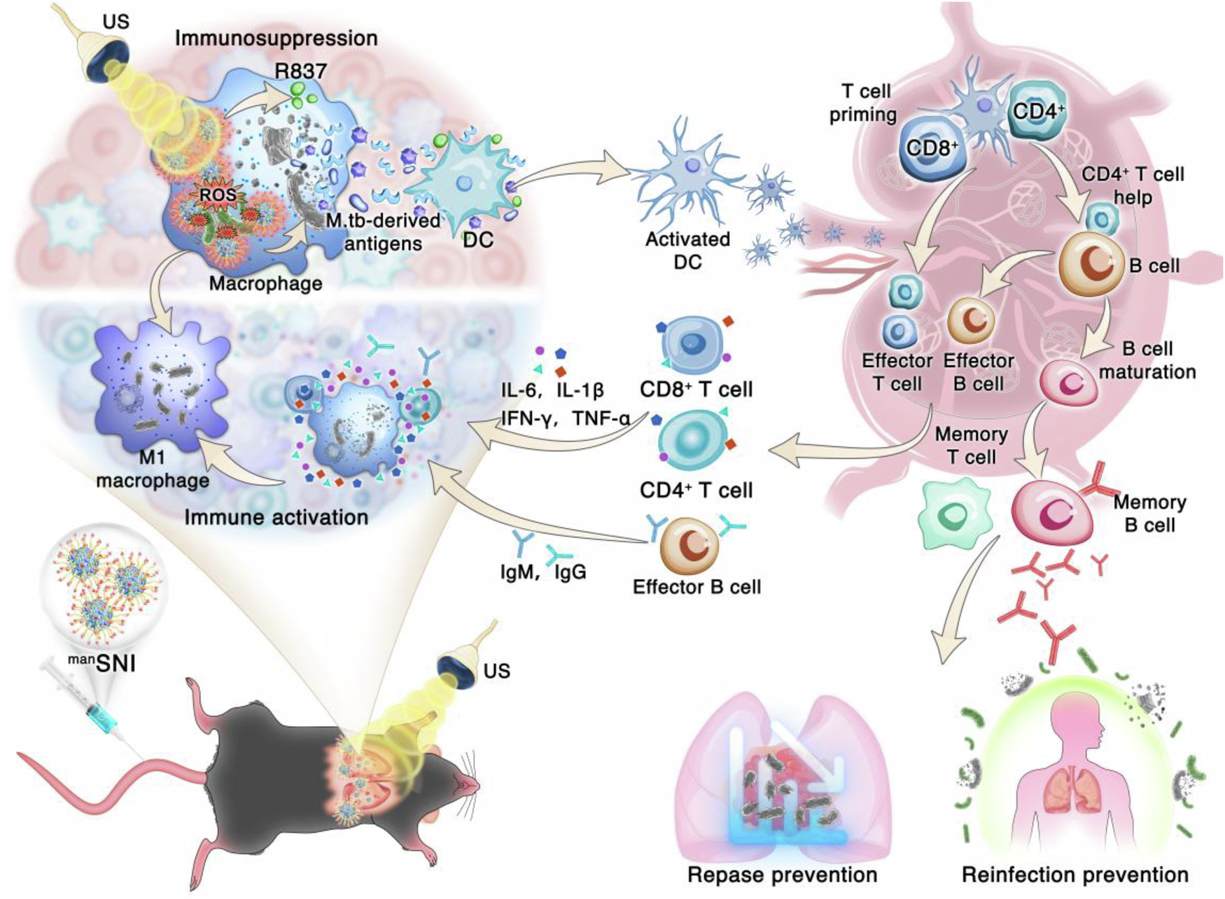 Fig. 9: manSNI-mediated TB sono-immunotherapy.