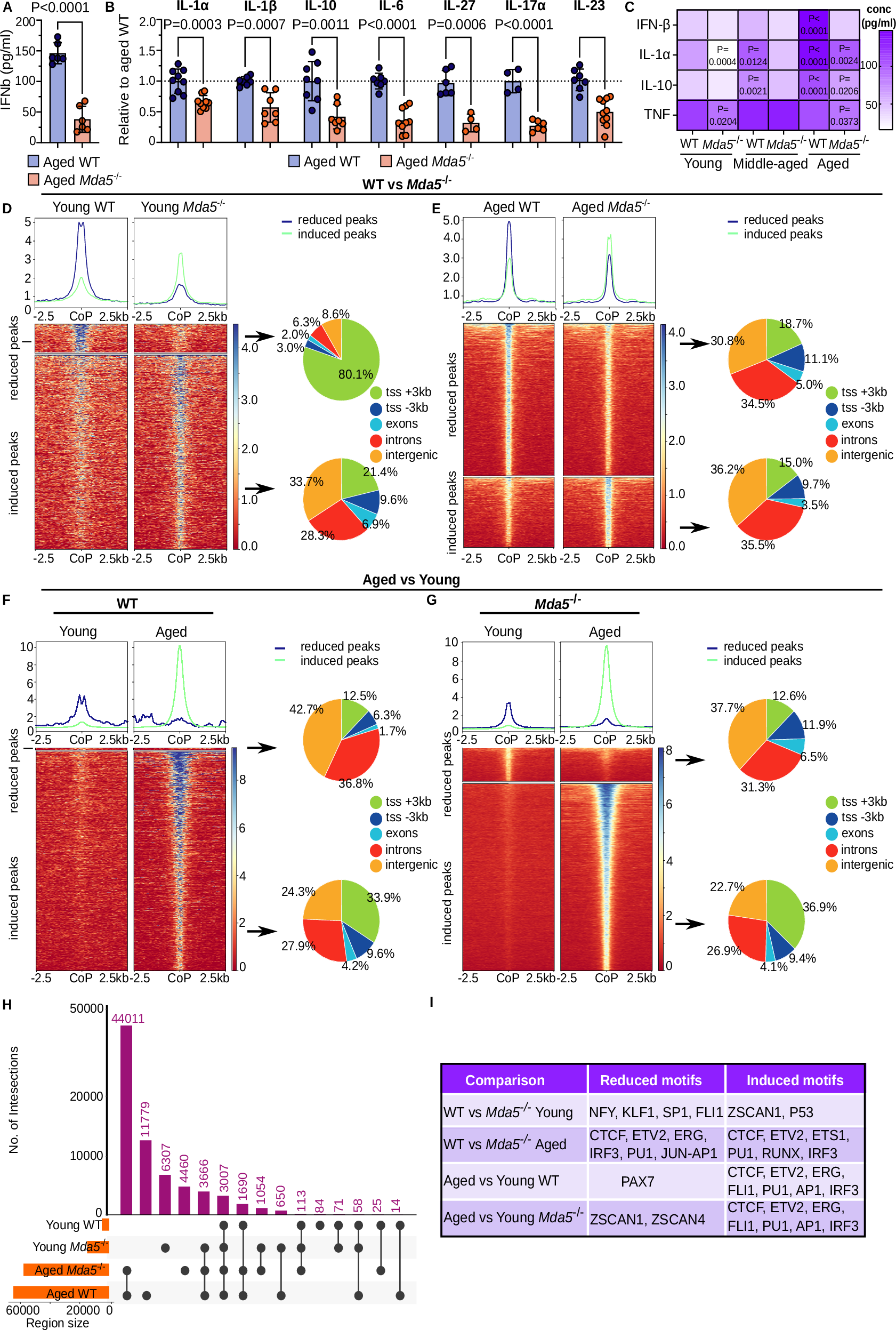 Lack of MDA5 delays hematopoietic aging by modulating inflammaging and proteostasis in mice