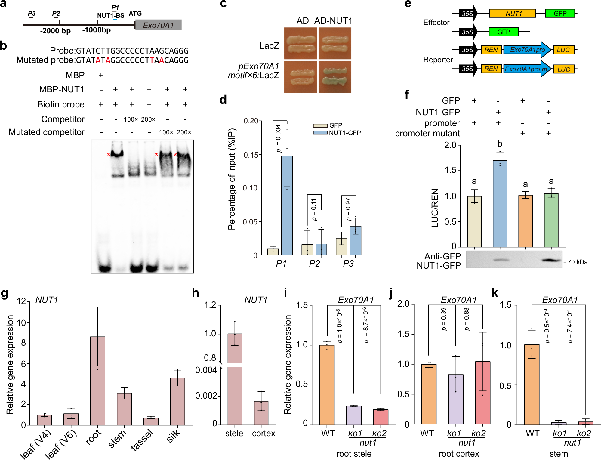 Fig. 3: NUT1 binds to the Exo70A1 promoter and activates its expression.