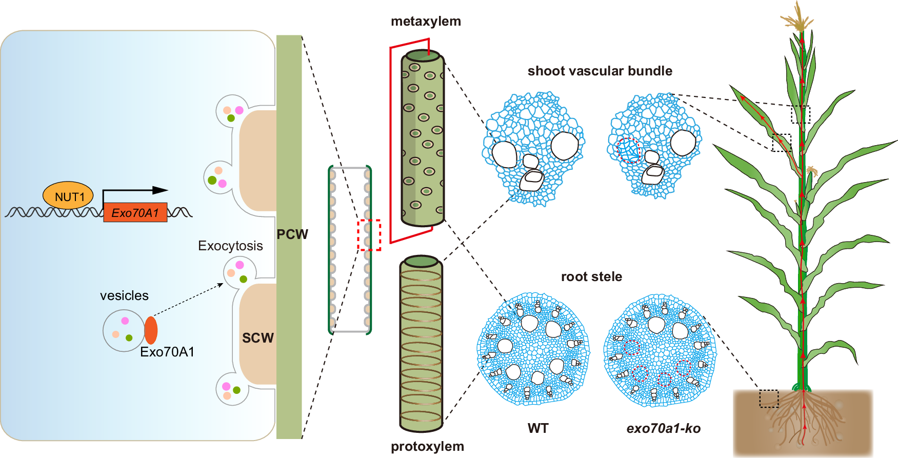 Fig. 6: The role of NUT1–Exo70A1 in xylem vessel development and SCW thickening.