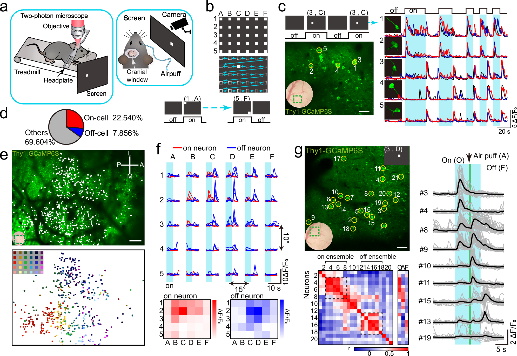 Fig. 3: Identification of cortical ensembles by spatially coded visual stimuli.