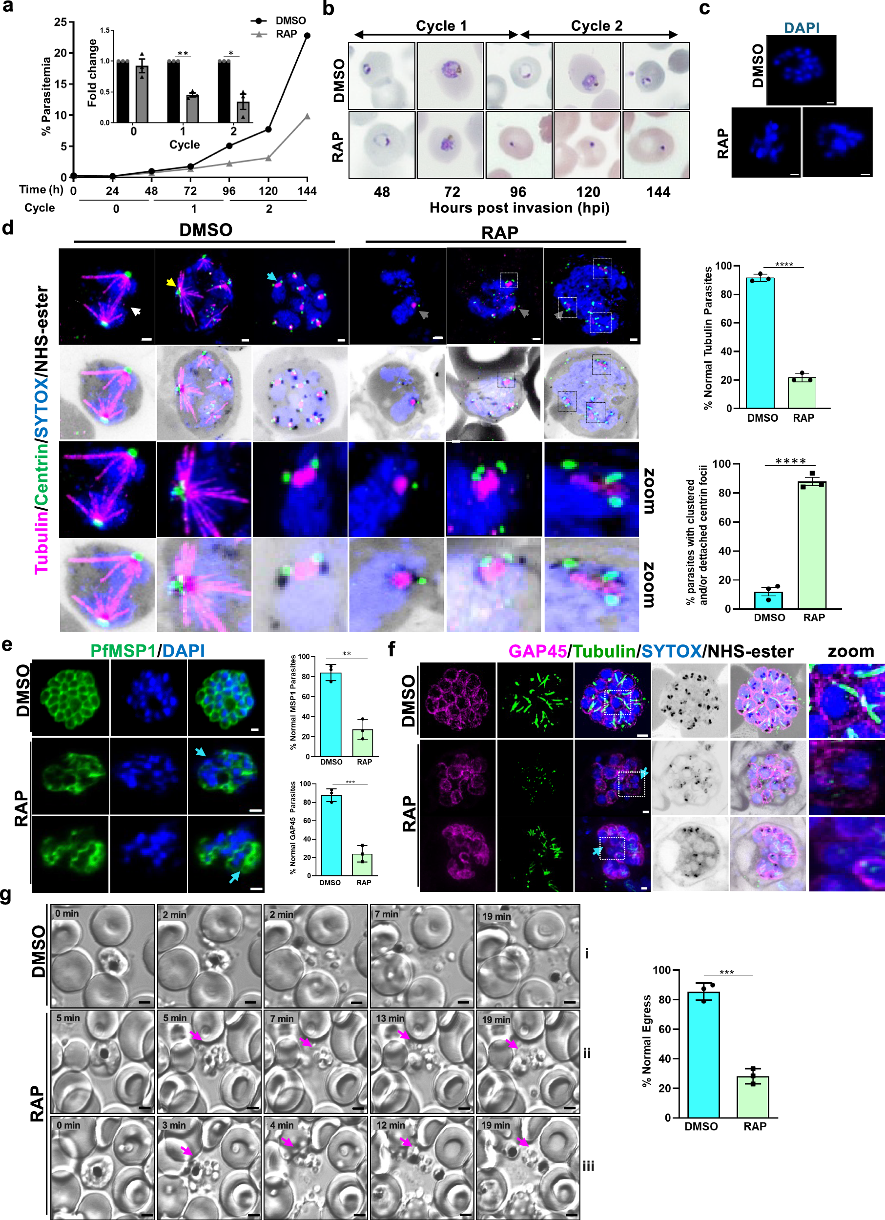 Fig. 4: PfARK1 controls karyokinesis, spindle formation and cytokinesis during asexual division.