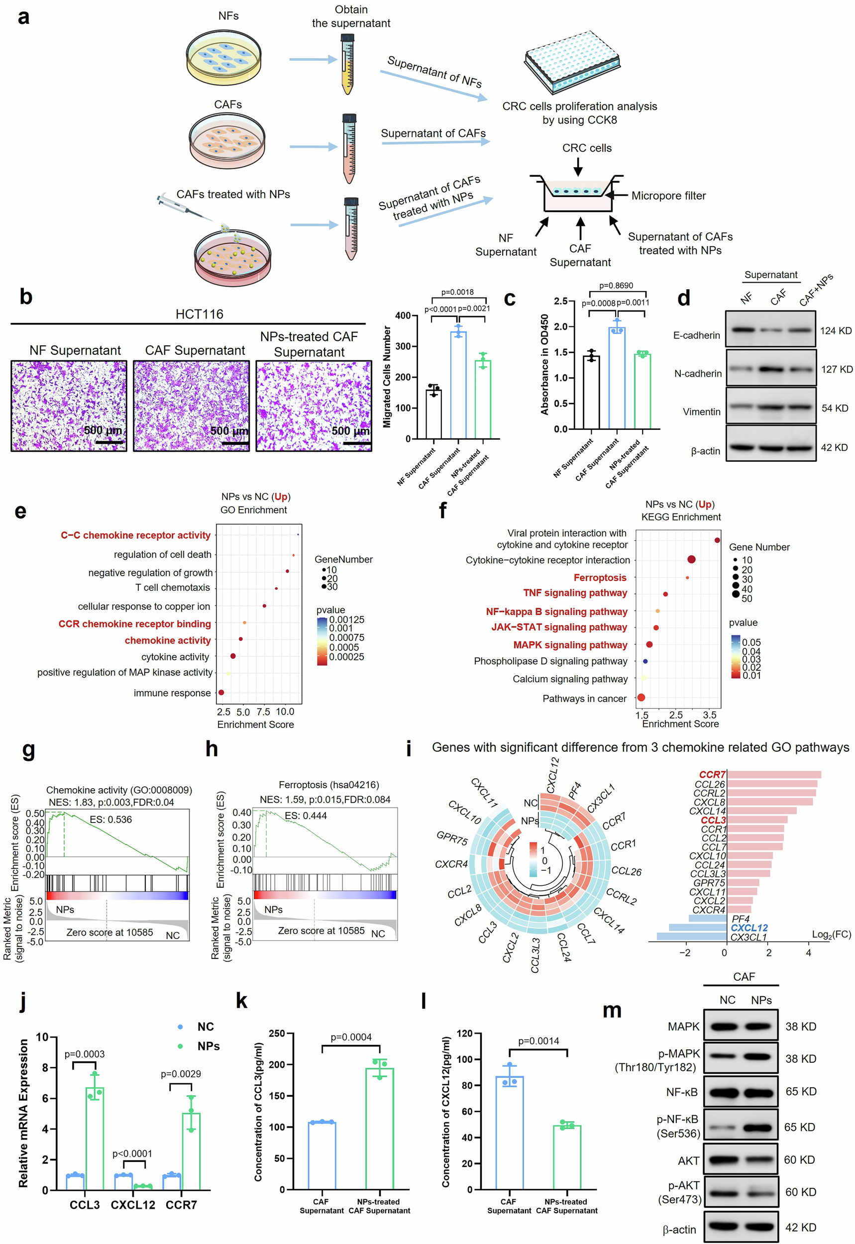 Fig. 3: NPs inhibited CAFs-mediated CRC growth and metastasis in vitro by regulating multiple signaling pathways and secreted chemokines.