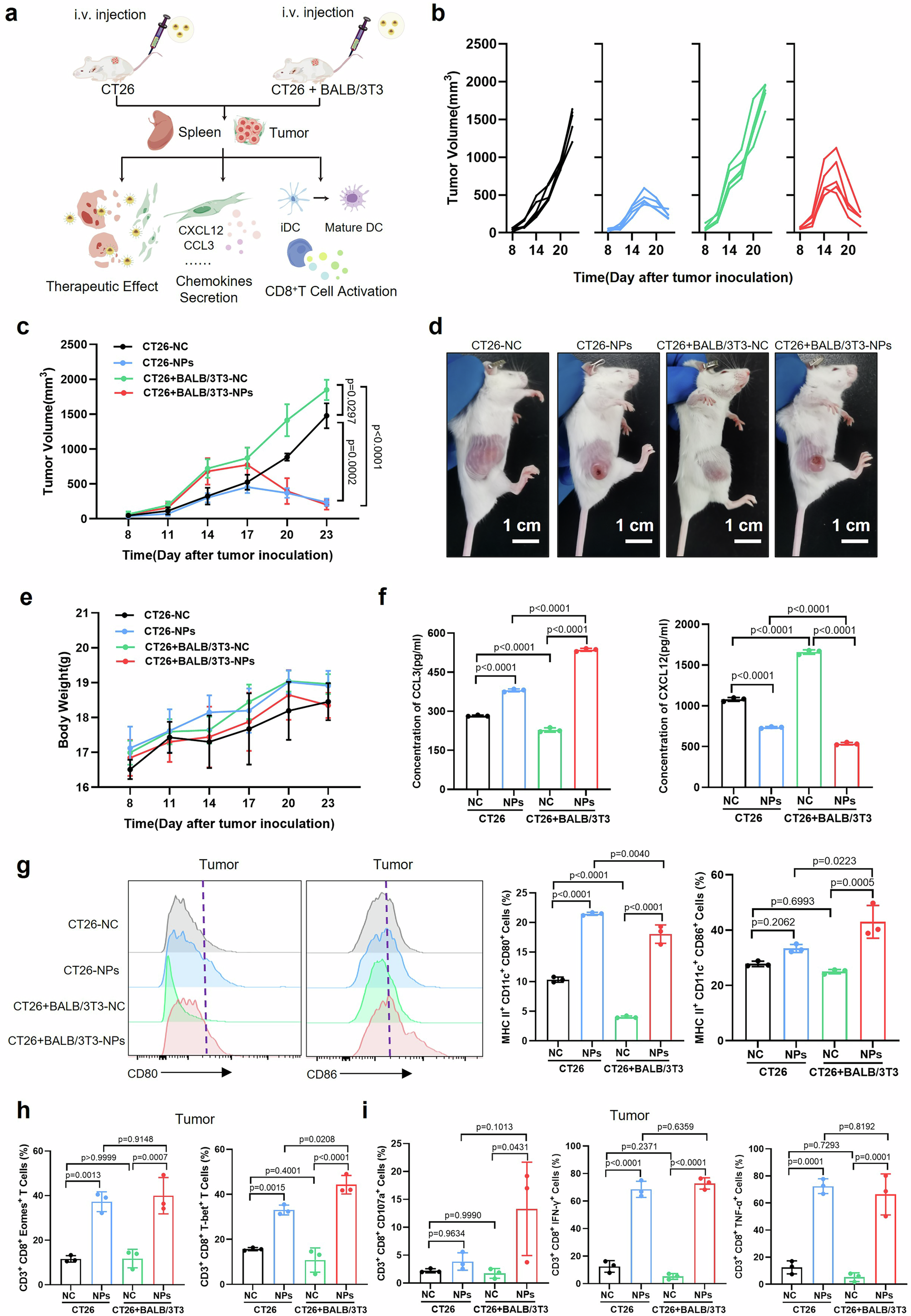 Fig. 4: NPs improved the immune response to suppress CRC growth by regulating the chemokines secreted by CAFs in vivo.