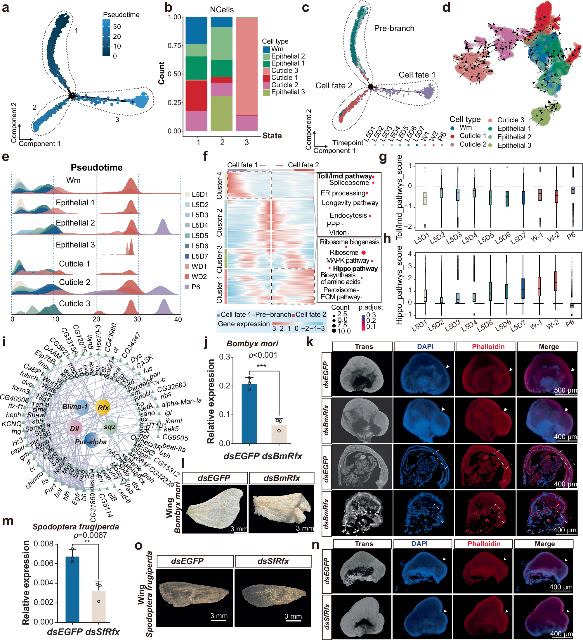 Fig. 2: Cell differentiation trajectories and functional dynamics during silkworm wing disc development.