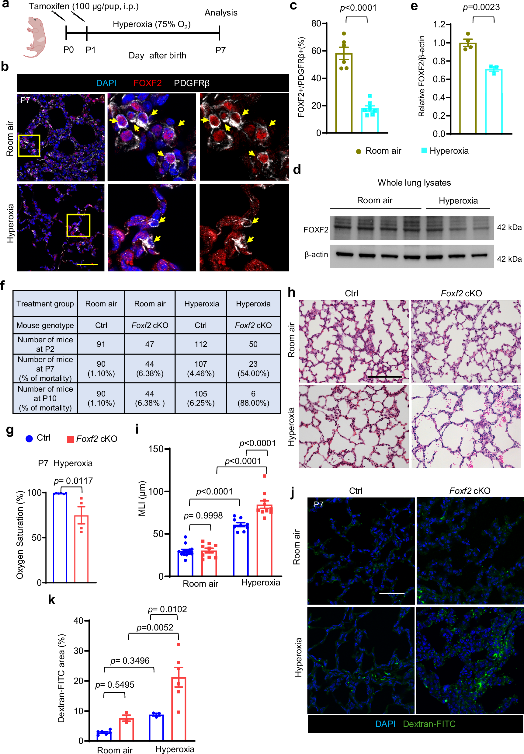 Fig. 4: Foxf2 ablation exacerbates postnatal hyperoxic lung injury.