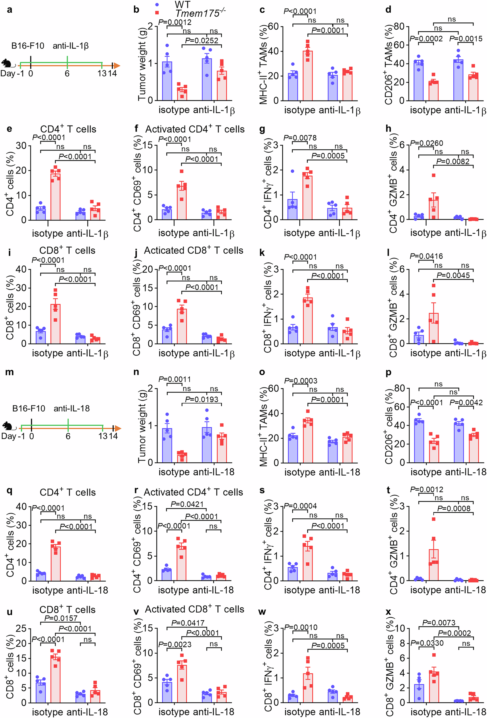 Fig. 5: The anti-tumor immunity in Tmem175−/− mice is inhibited by anti-IL-1β and anti-IL-18.