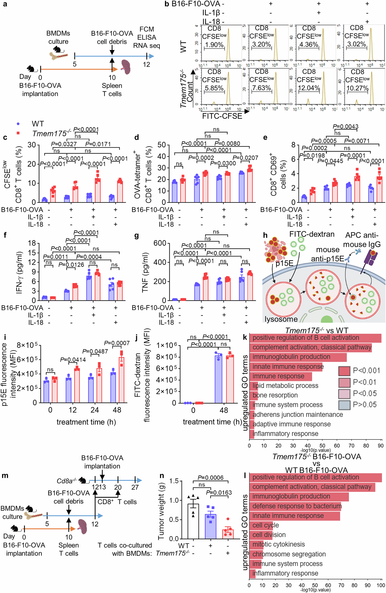 Fig. 6: TMEM175 knockout augments the cross-presentation of tumor antigens.