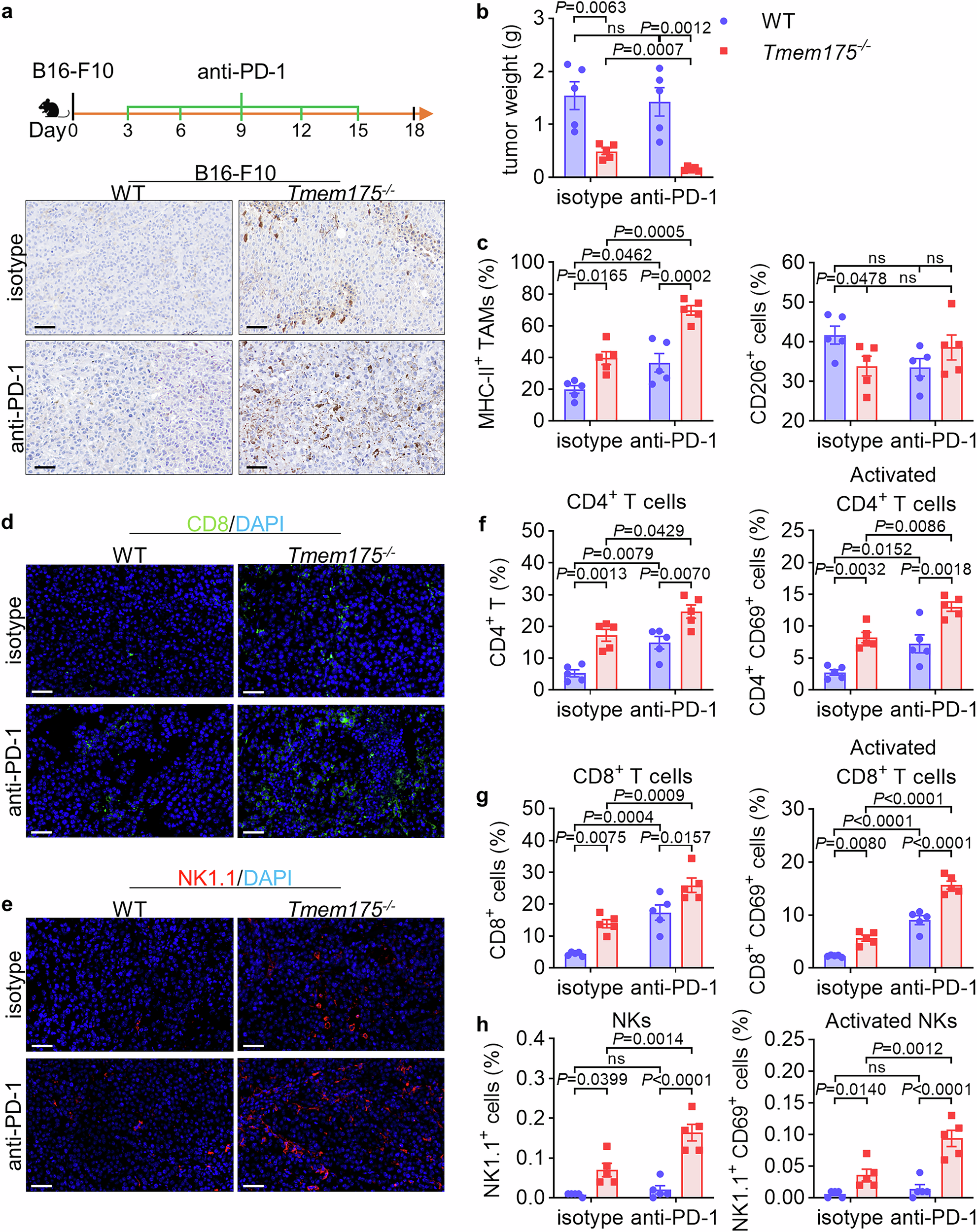 Fig. 8: TMEM175 conditional knockout mice show better therapeutic responses to anti-PD-1 therapy.