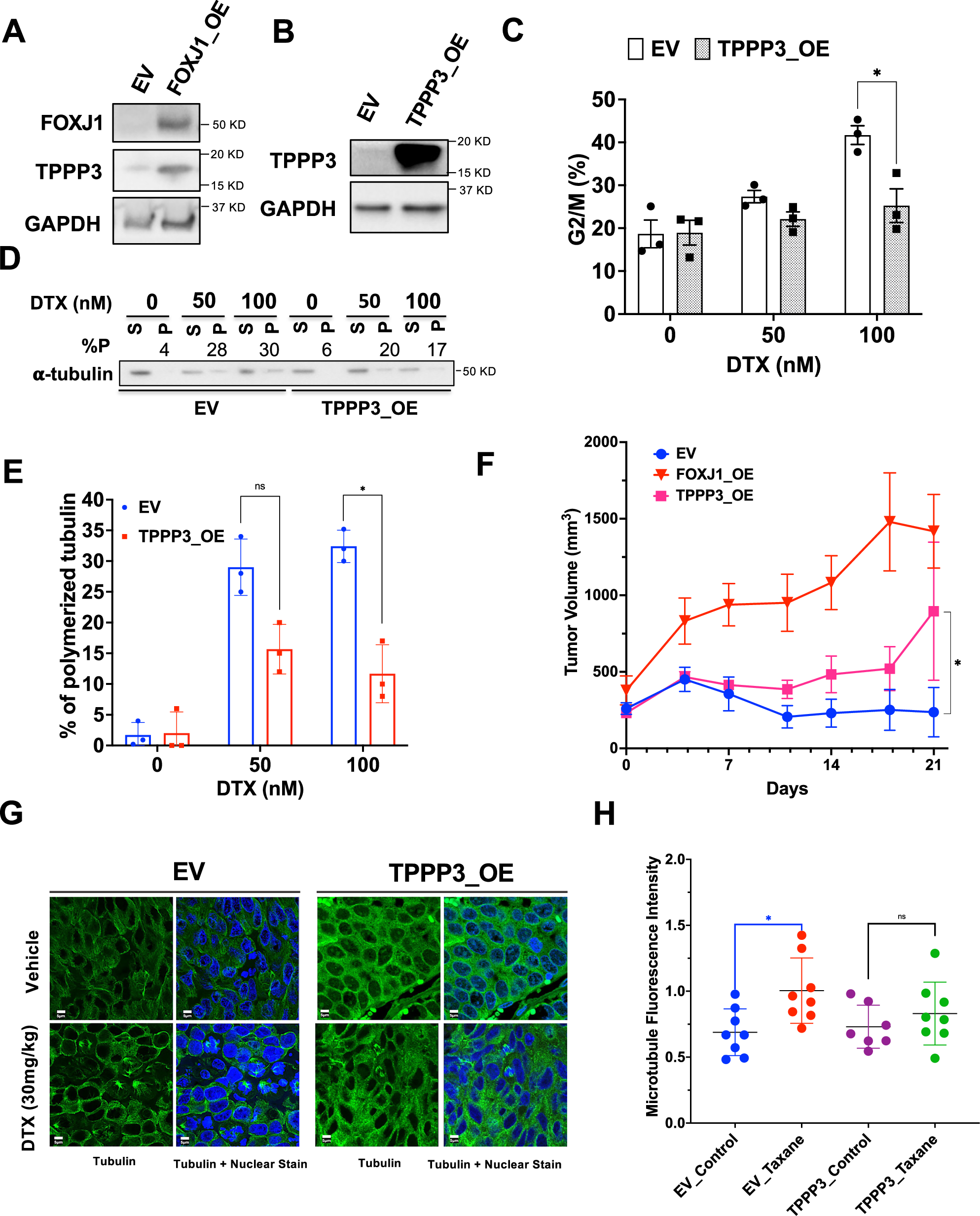 Fig. 6: TPPP3 is regulated by FOXJ1 and its overexpression confers partial in vivo resistance to DTX.