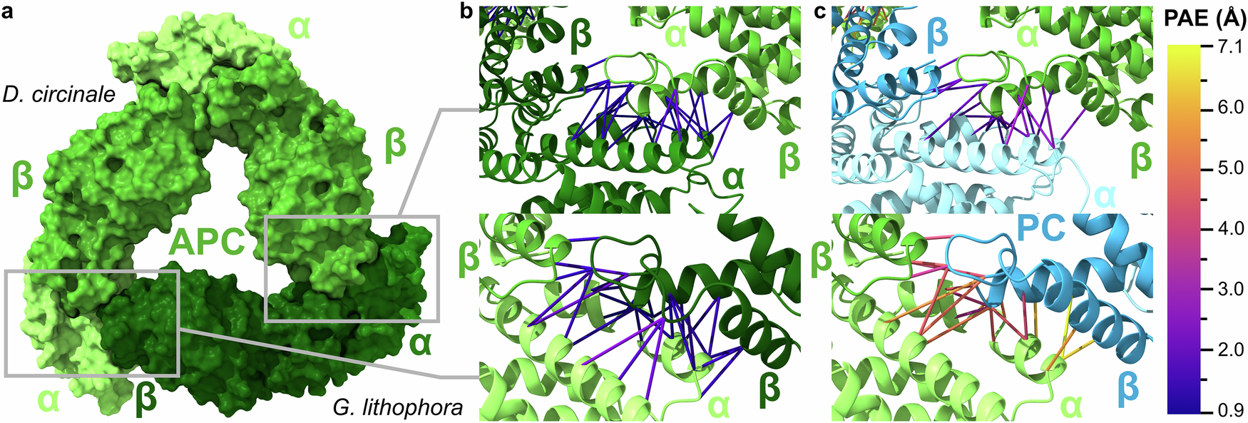 Fig. 5: Alphafold models provide rationale behind heterologous complex formation.
