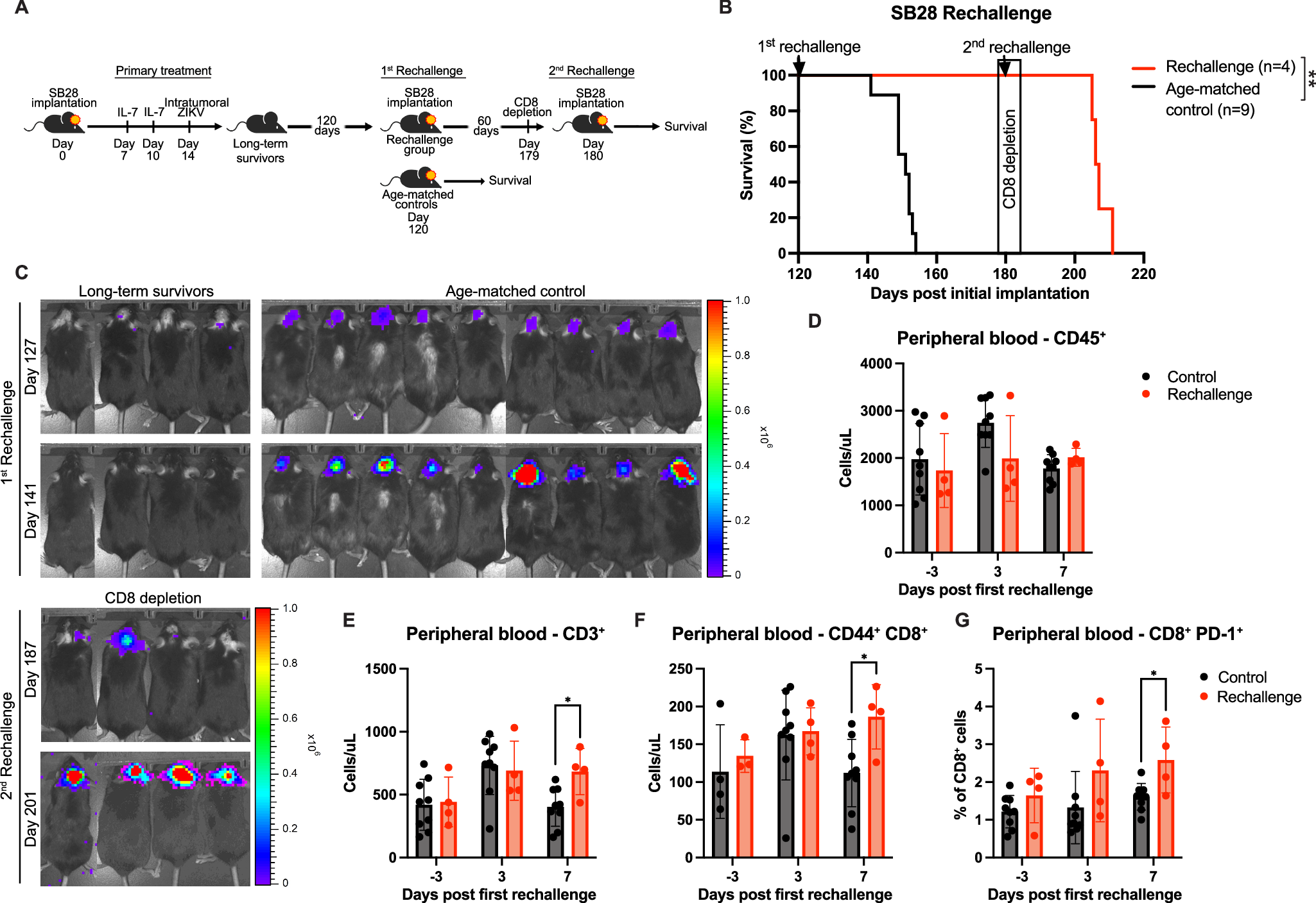 Fig. 2: Long-term survivors following ZIKV and rhIL-7-hyFc treatment are protected against tumor rechallenge through a CD8+ T cell dependent mechanism.