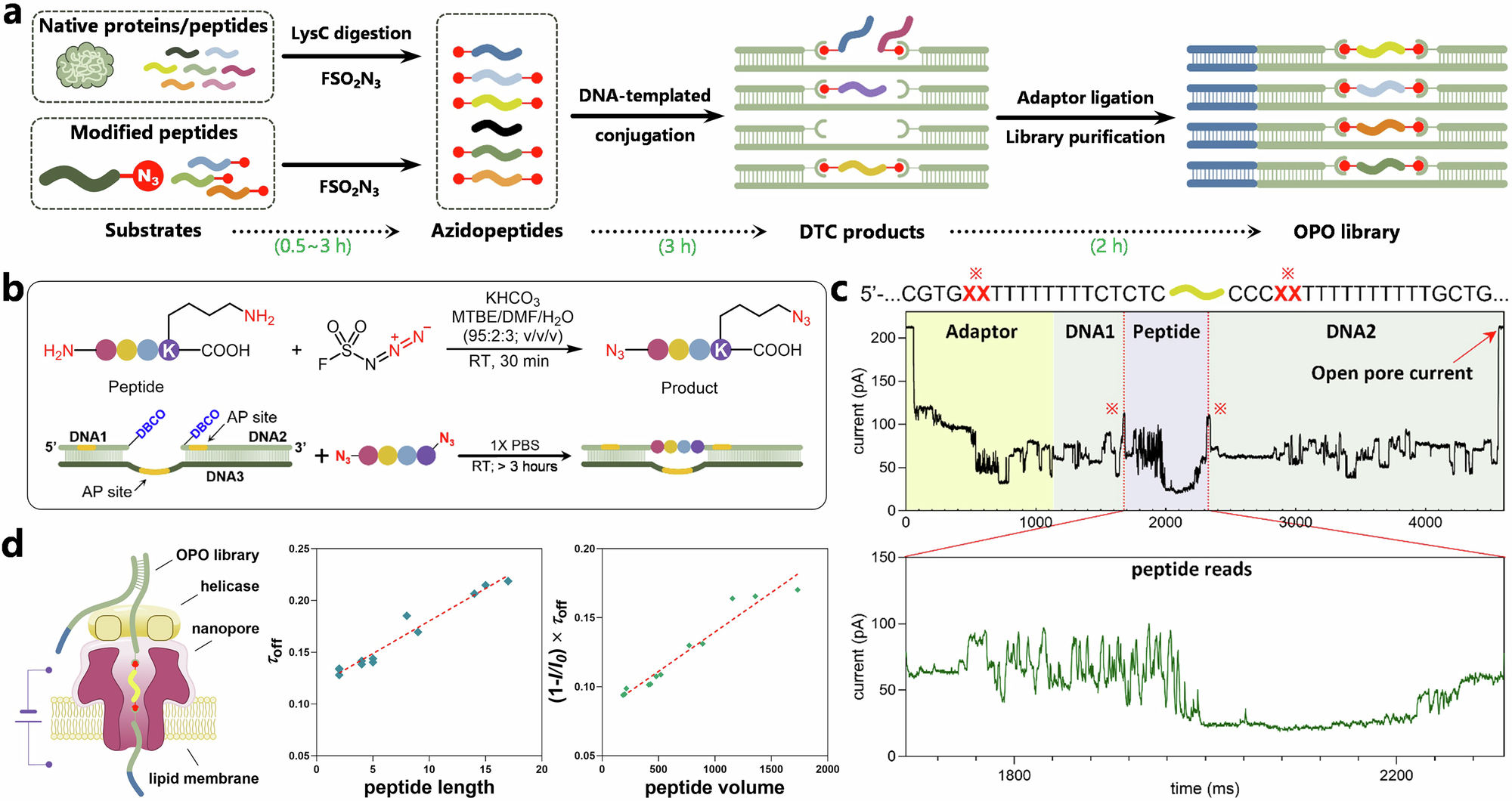 Fig. 1: OPO library preparation and peptide sensing.