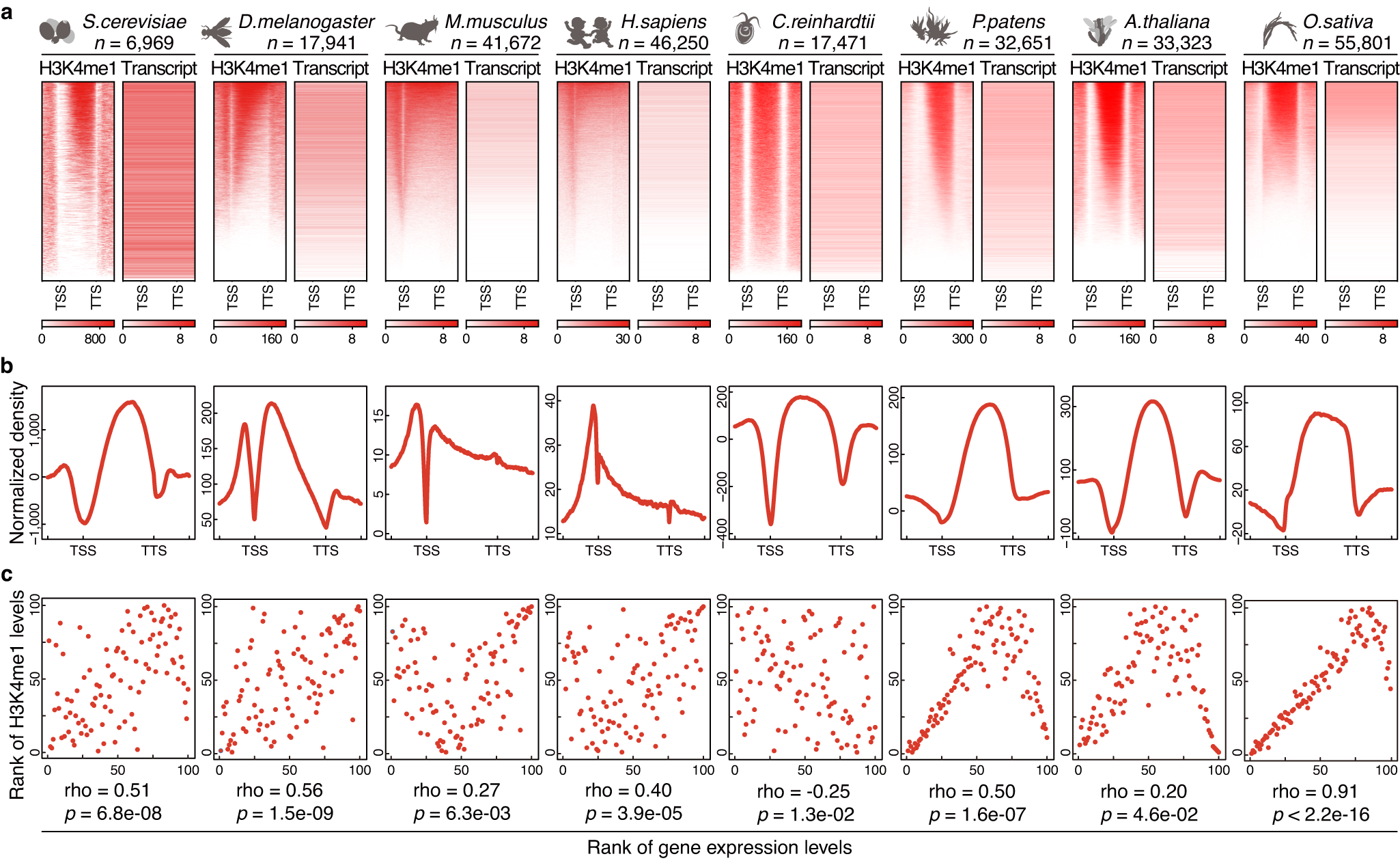 Fig. 1: Characterization of the genome-wide distribution of H3K4me1 across diverse species.