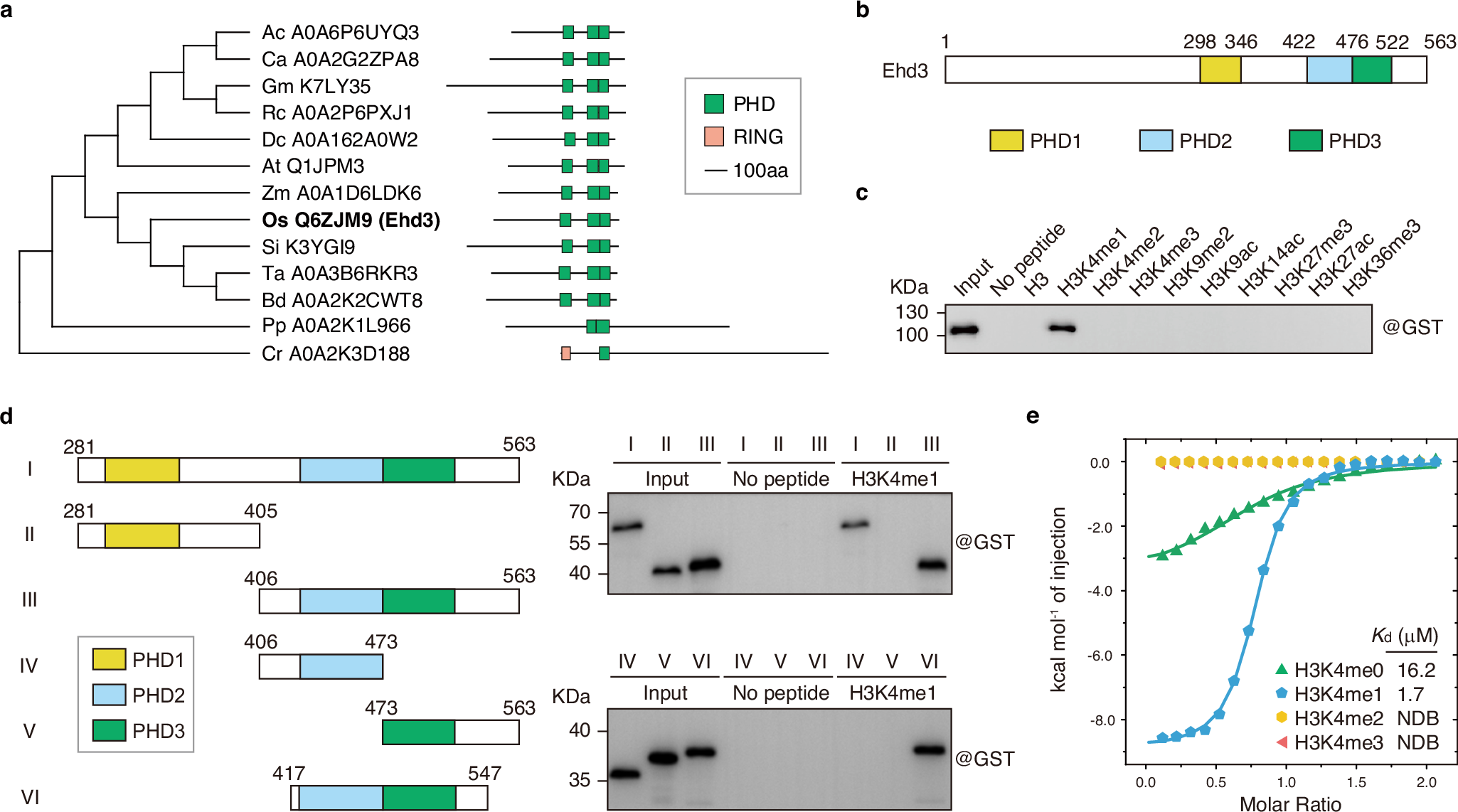Fig. 2: Ehd3 specifically recognizes H3K4me1.