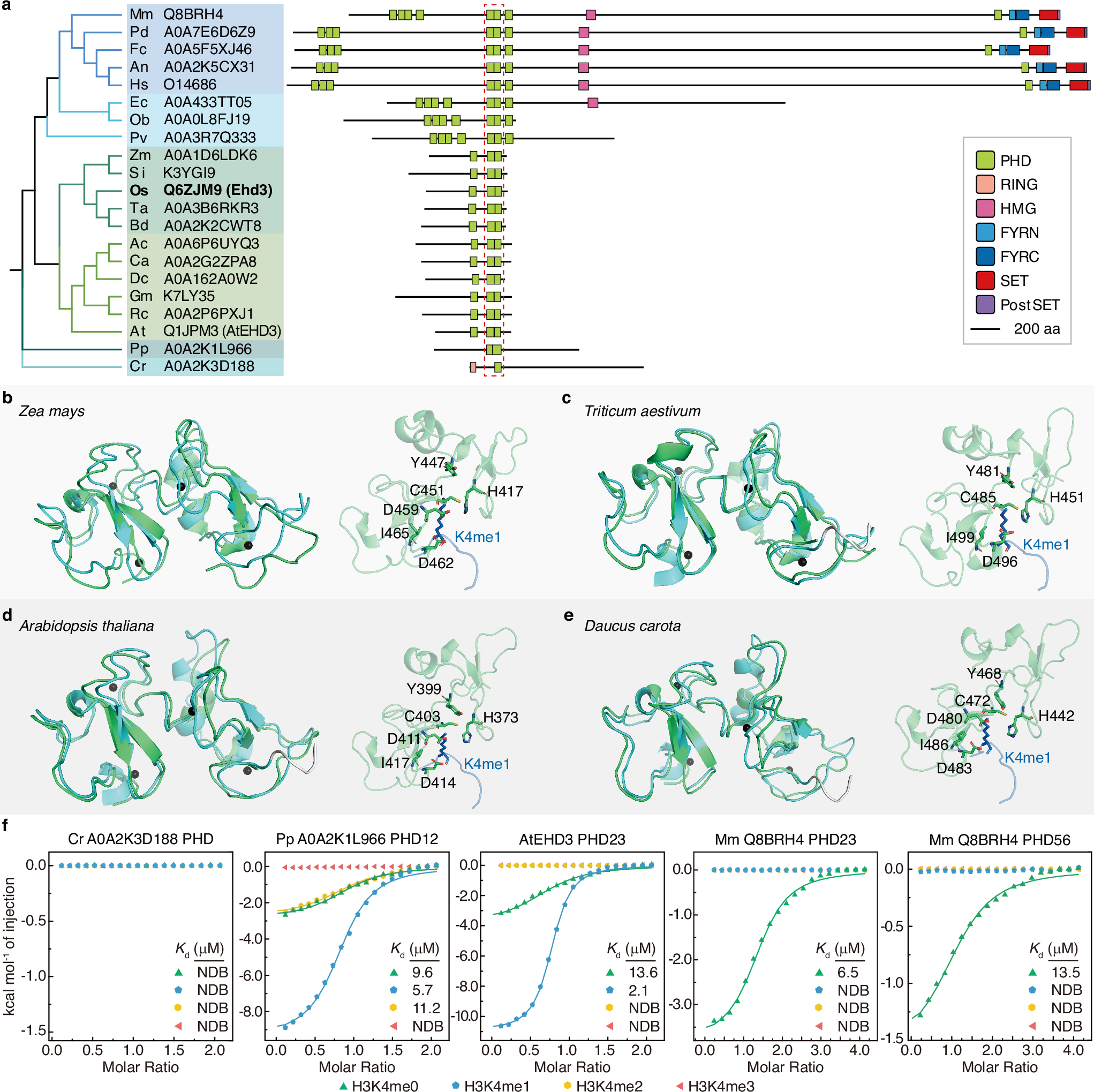 Fig. 5: The tandem PHD finger domain of Ehd3 homologs recognize H3K4me1 in land plants.
