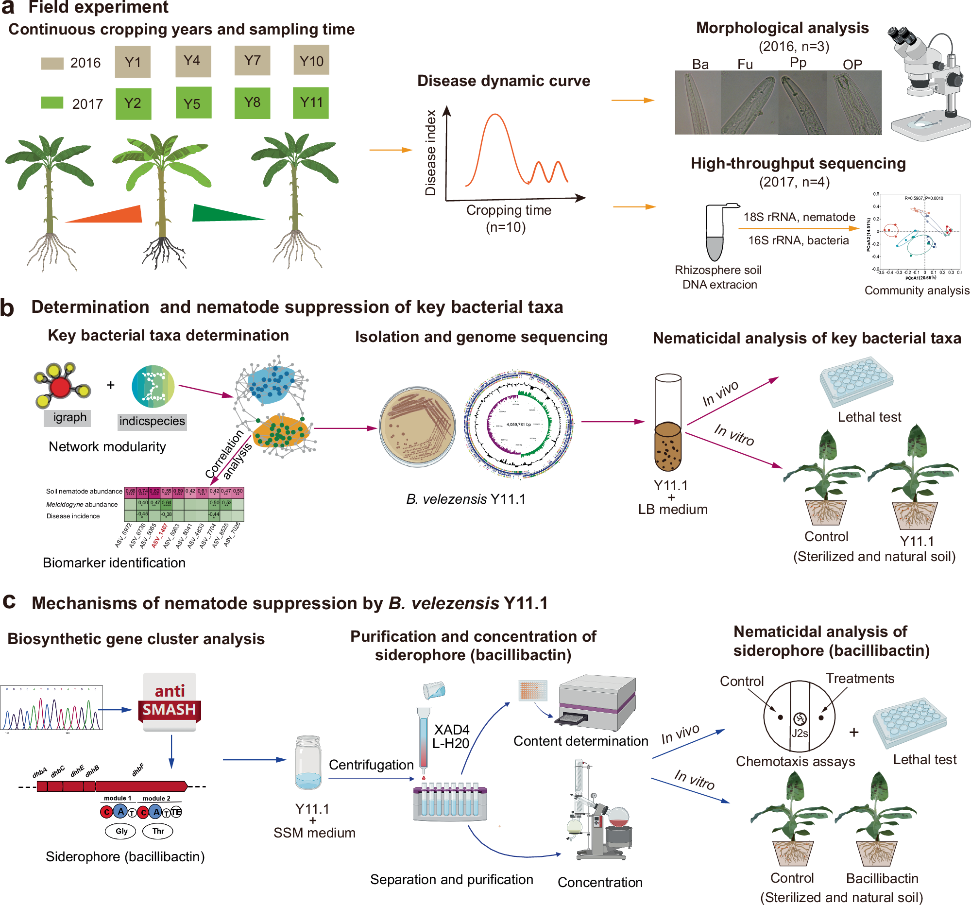 Fig. 1: An overview of the experimental workflow for this study.