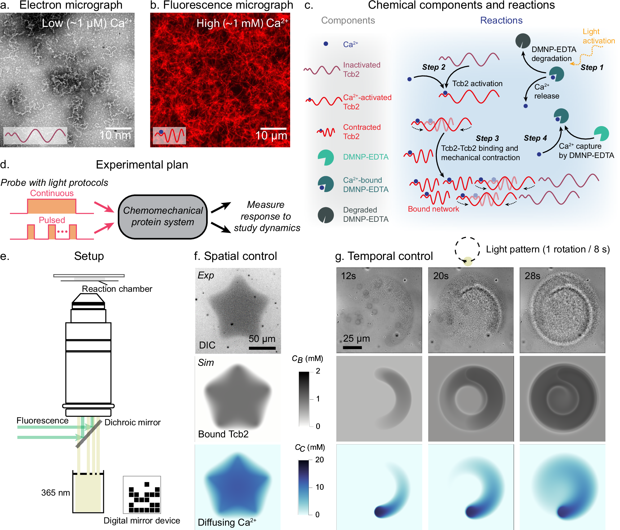 光で人工細胞の「筋肉」を収縮させる技術を開発（Researchers Use Light to Make Their Microscopic ‘Muscle’ Contract on Command）