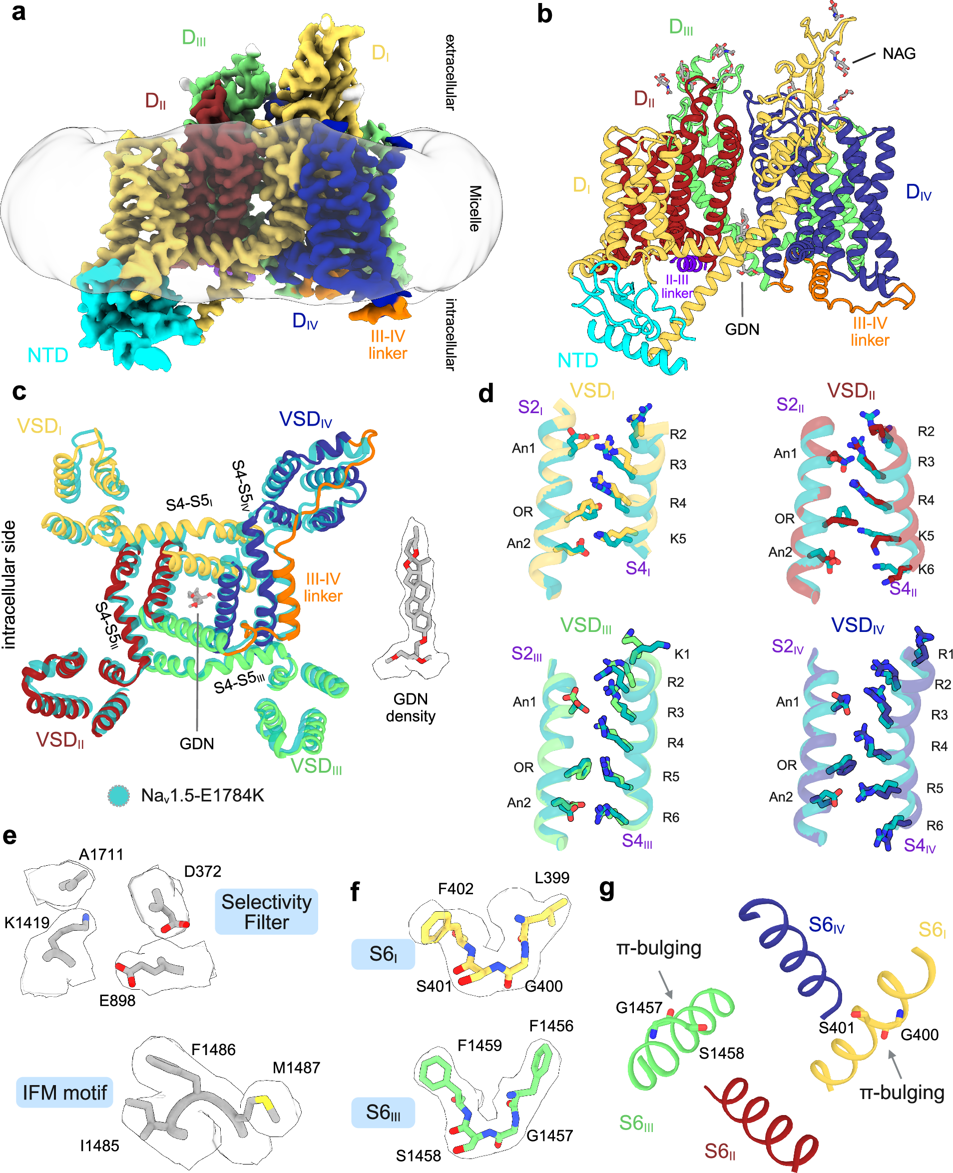 Fig. 1: Cryo-EM structure of full-length hNav1.5 in the intermediate open state.