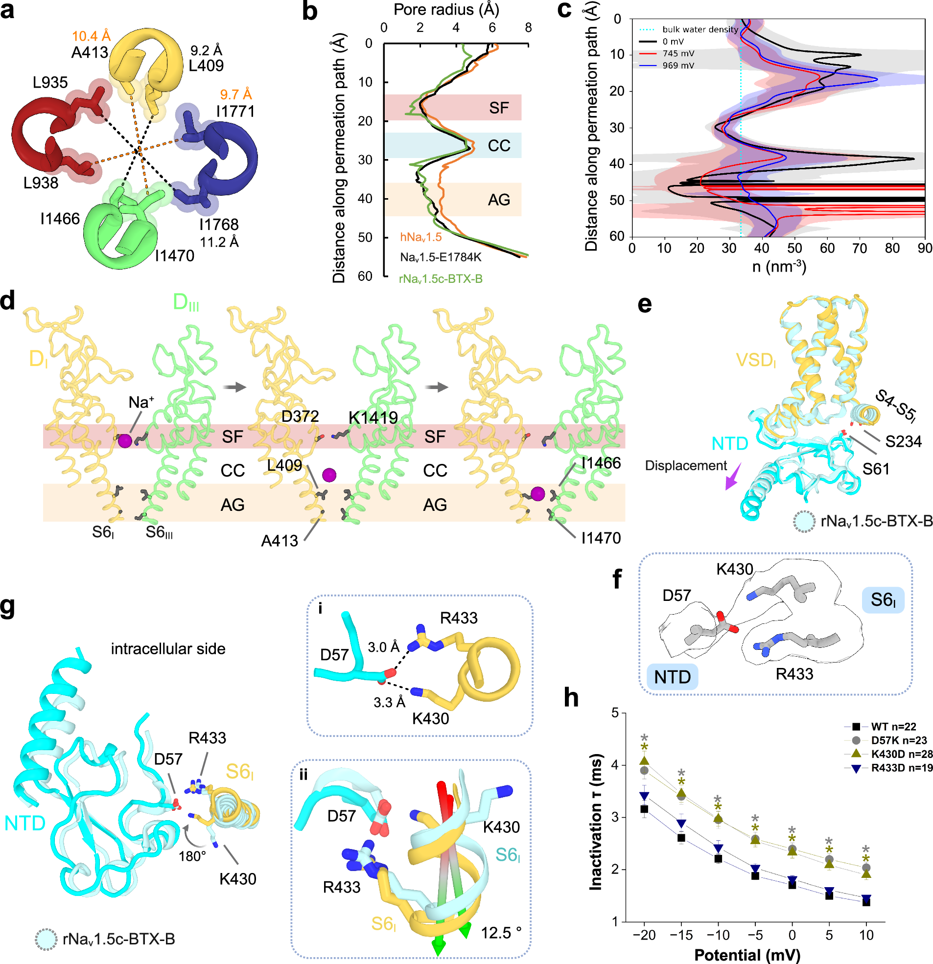 Fig. 2: Open state conformation and NTD-S6I segment interaction.