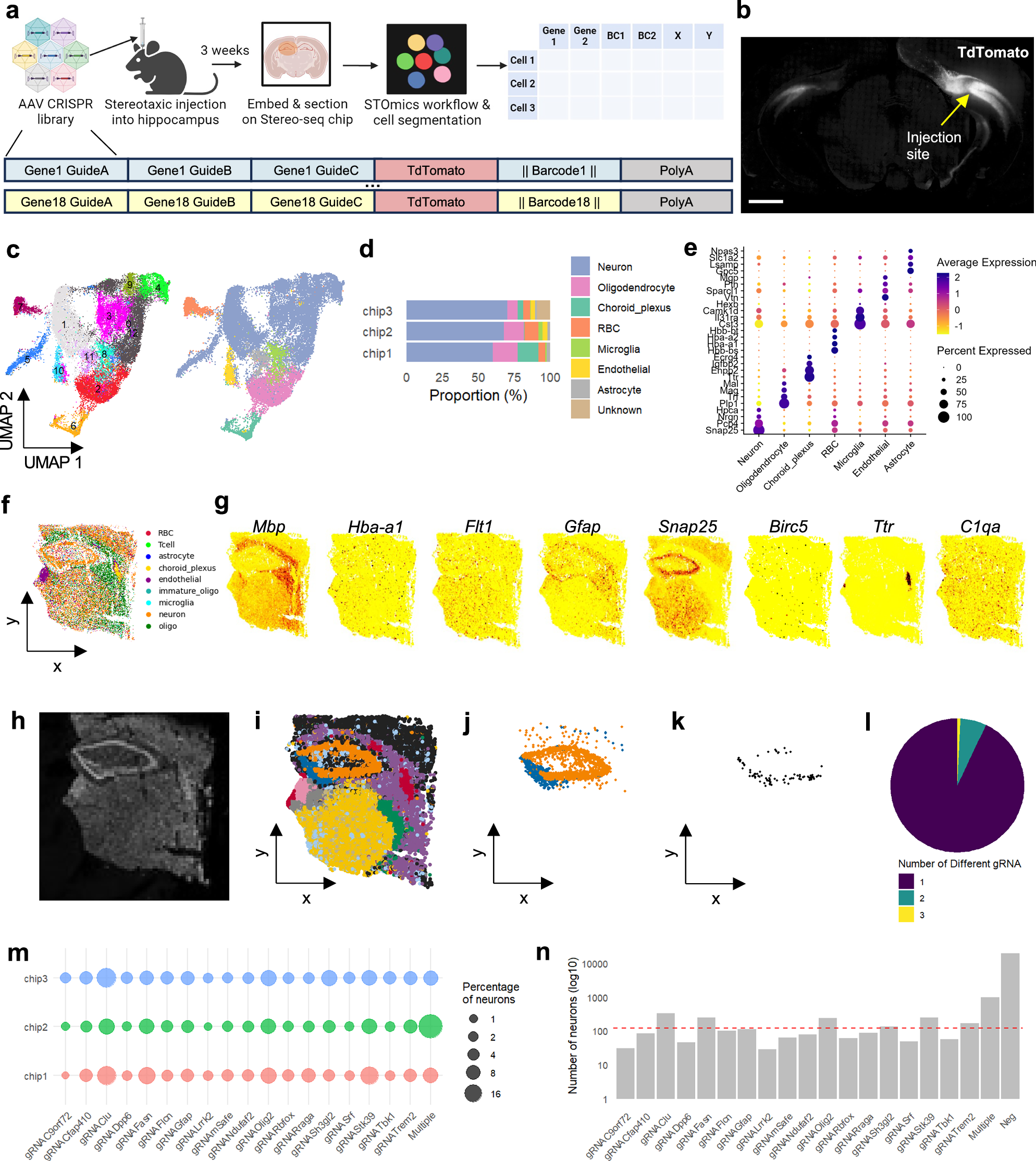 Fig. 1: In vivo spatial perturb-seq of the adult mouse brain by intracranial injection of a barcoded AAV library.