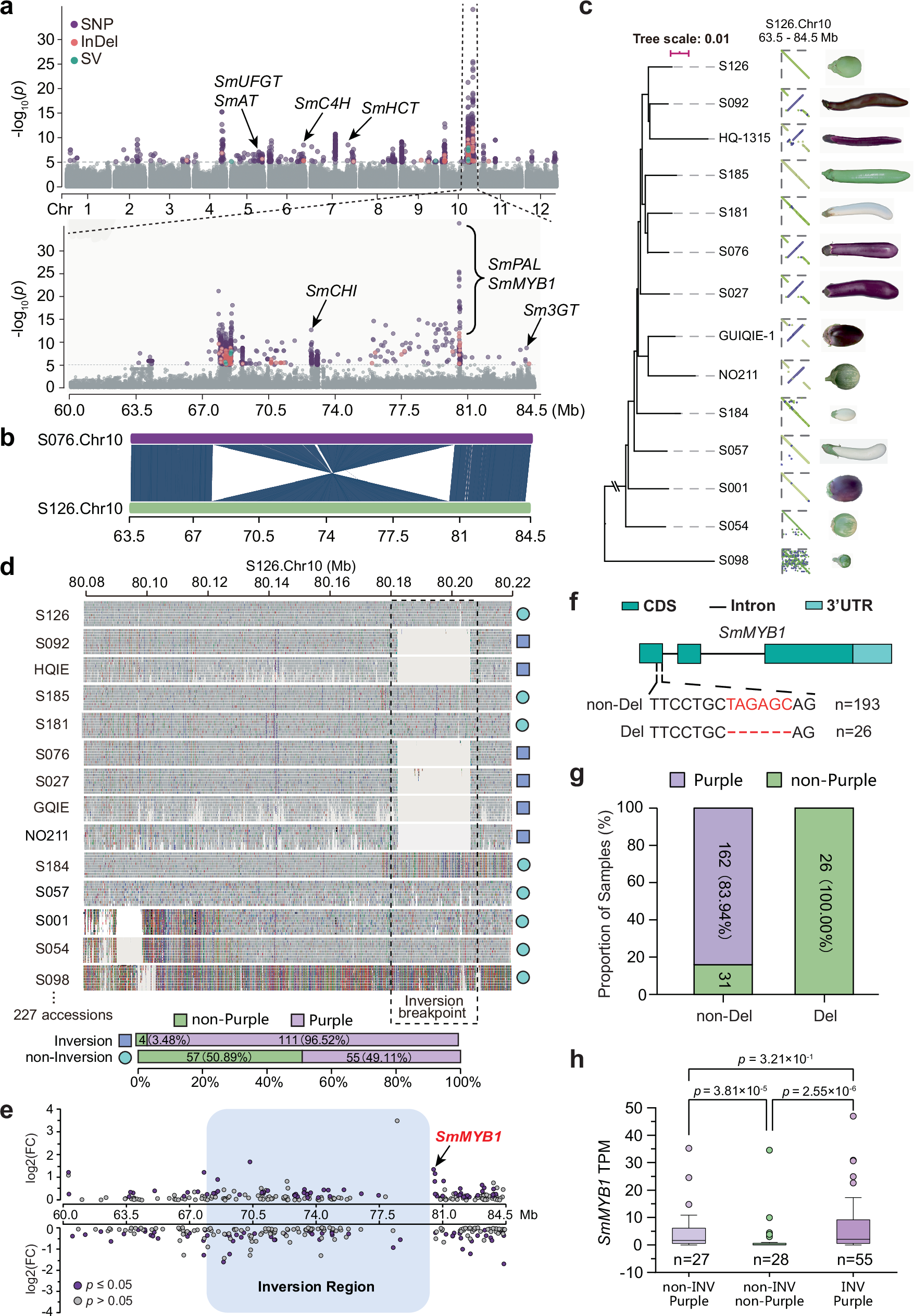 Fig. 4: A high frequency large inversion (~12.4 Mb) is strongly associated with fruit color in eggplant.
