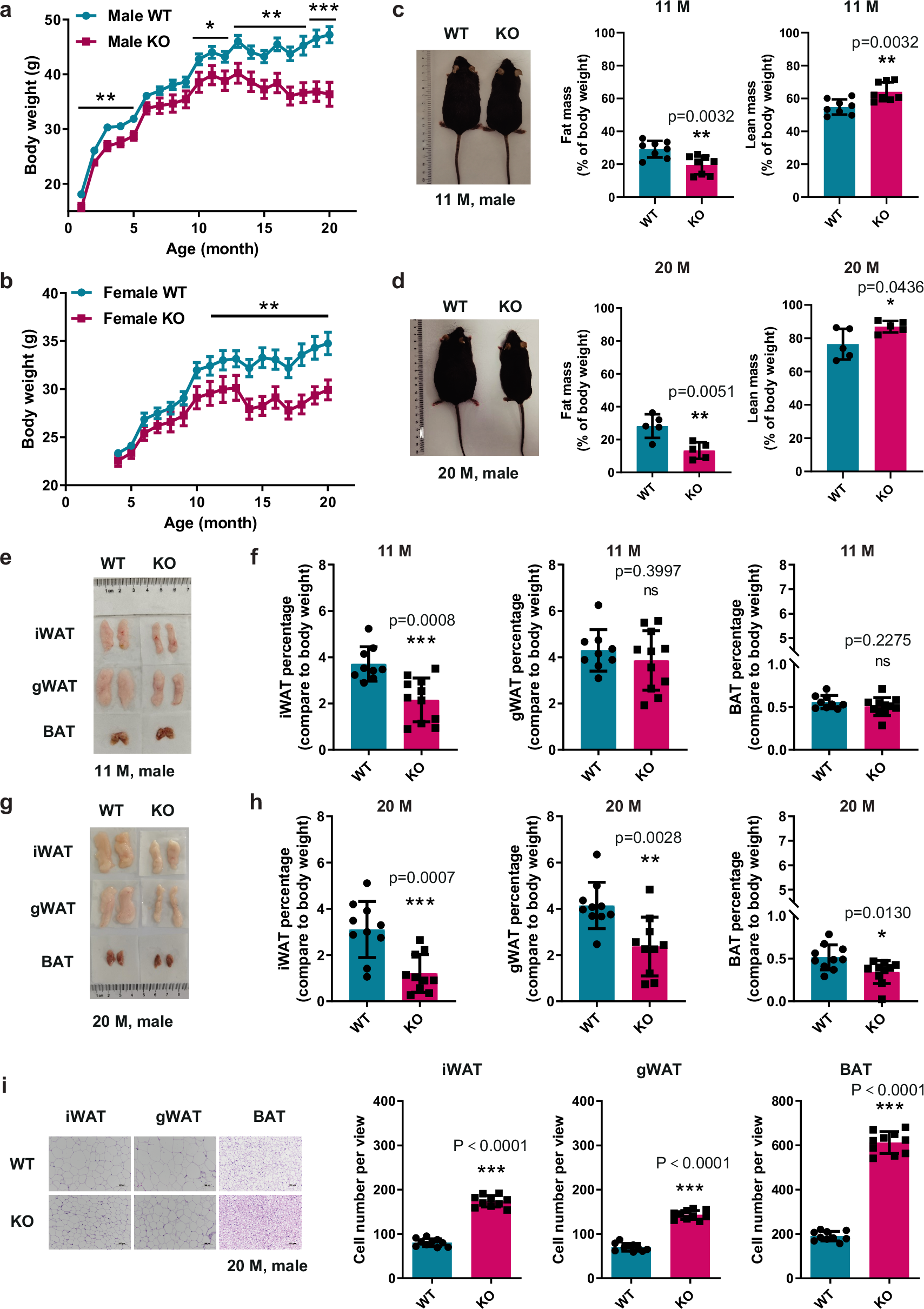 Fig. 1: GSNOR KO mice exhibit resistance to age-related obesity.