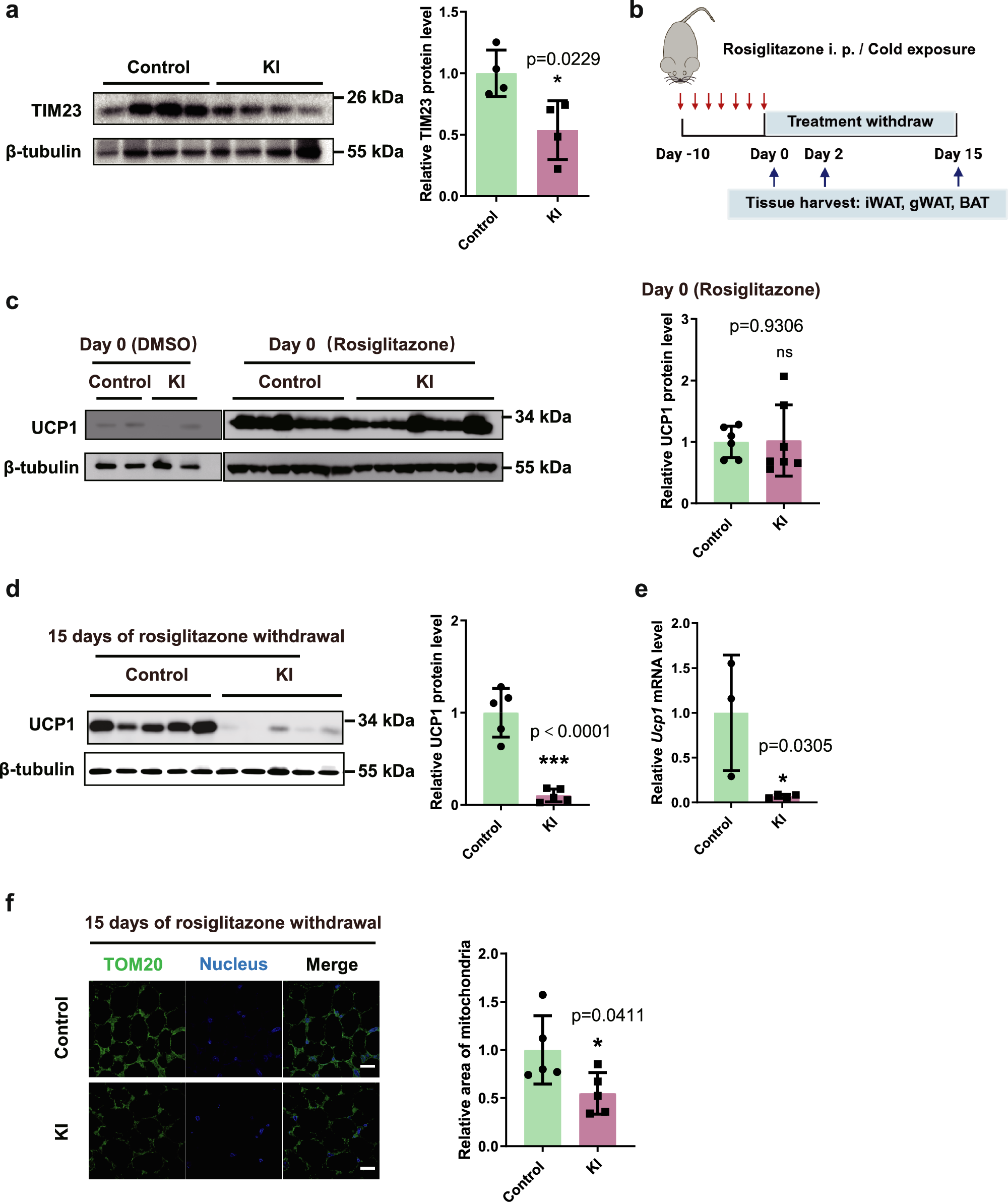 Fig. 5: Adipose-specific GSNOR overexpression promotes adipose tissue whitening.