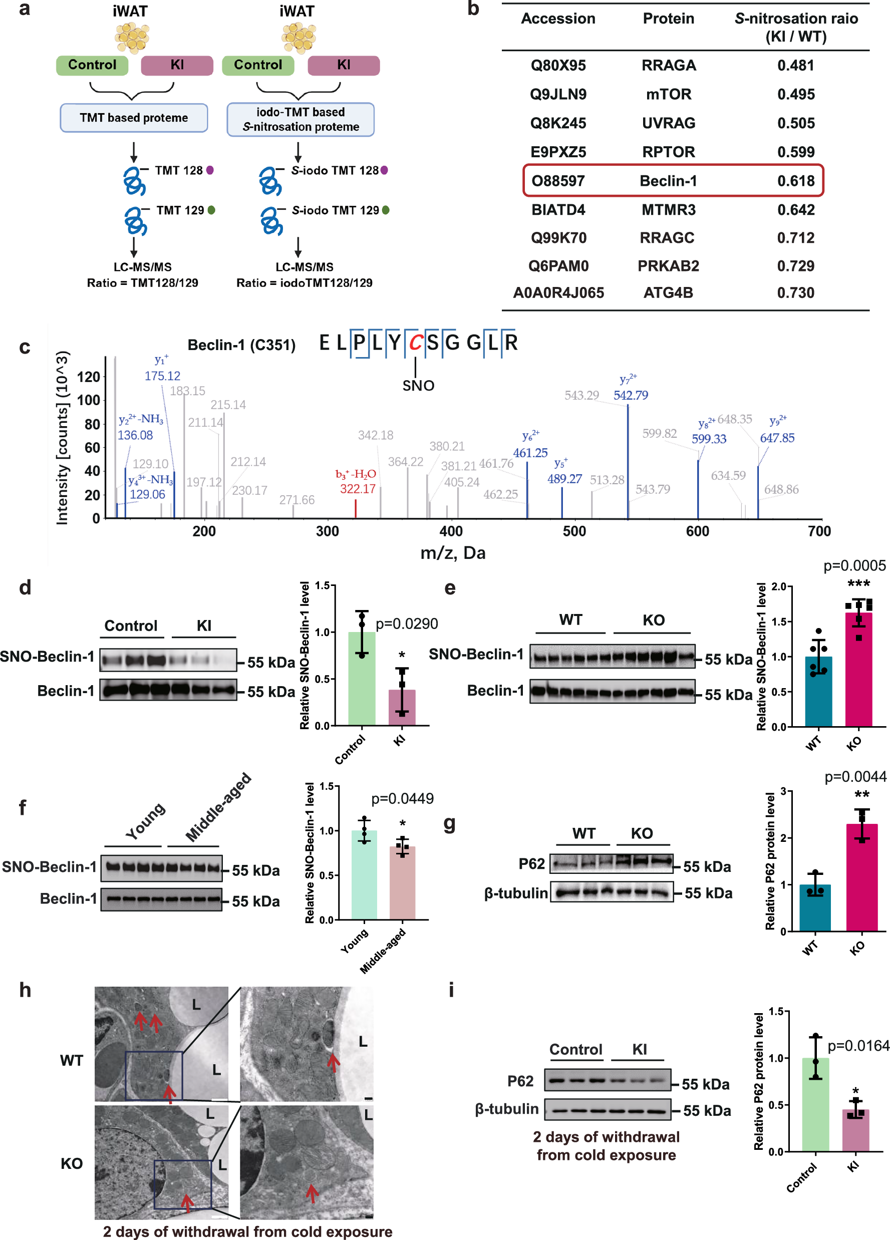 Fig. 6: GSNOR decreases Beclin-1 S-nitrosation and promotes autophagy.