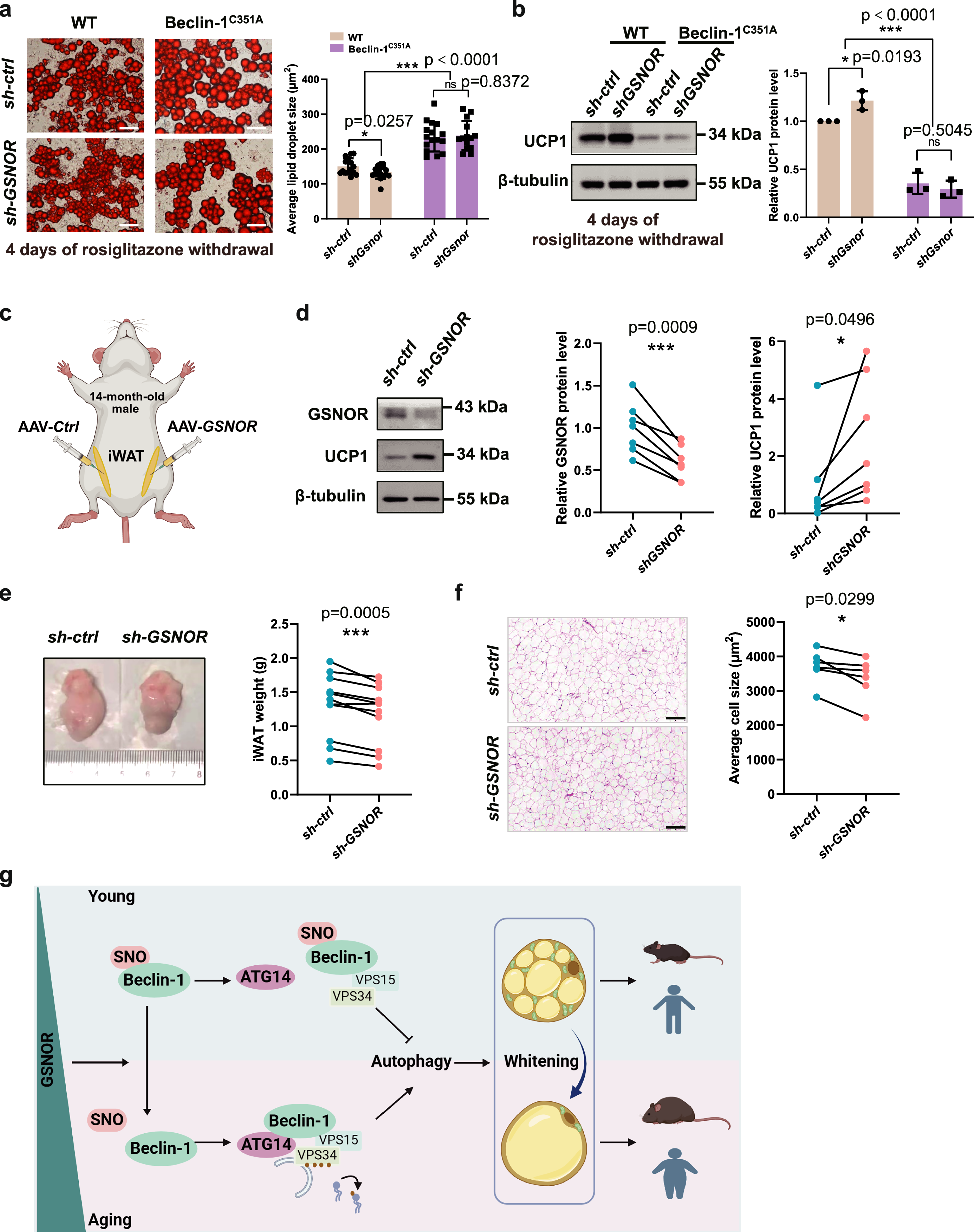 Fig. 8: Verification of Beclin-1 S-nitrosation function and targeting GSNOR in iWAT to combat middle-aged obesity.