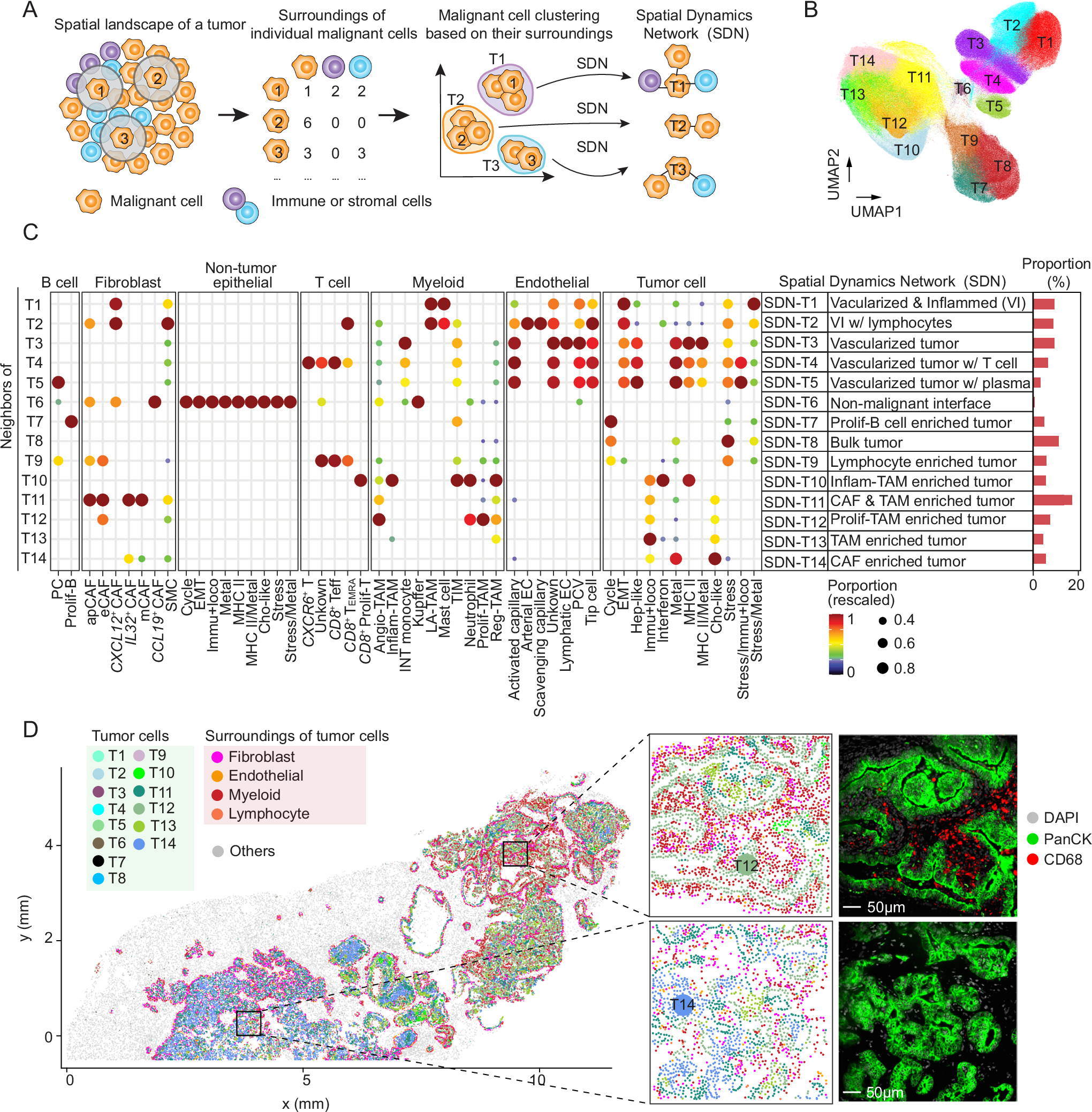 Fig. 3: The SDNs surrounding individual malignant cells.