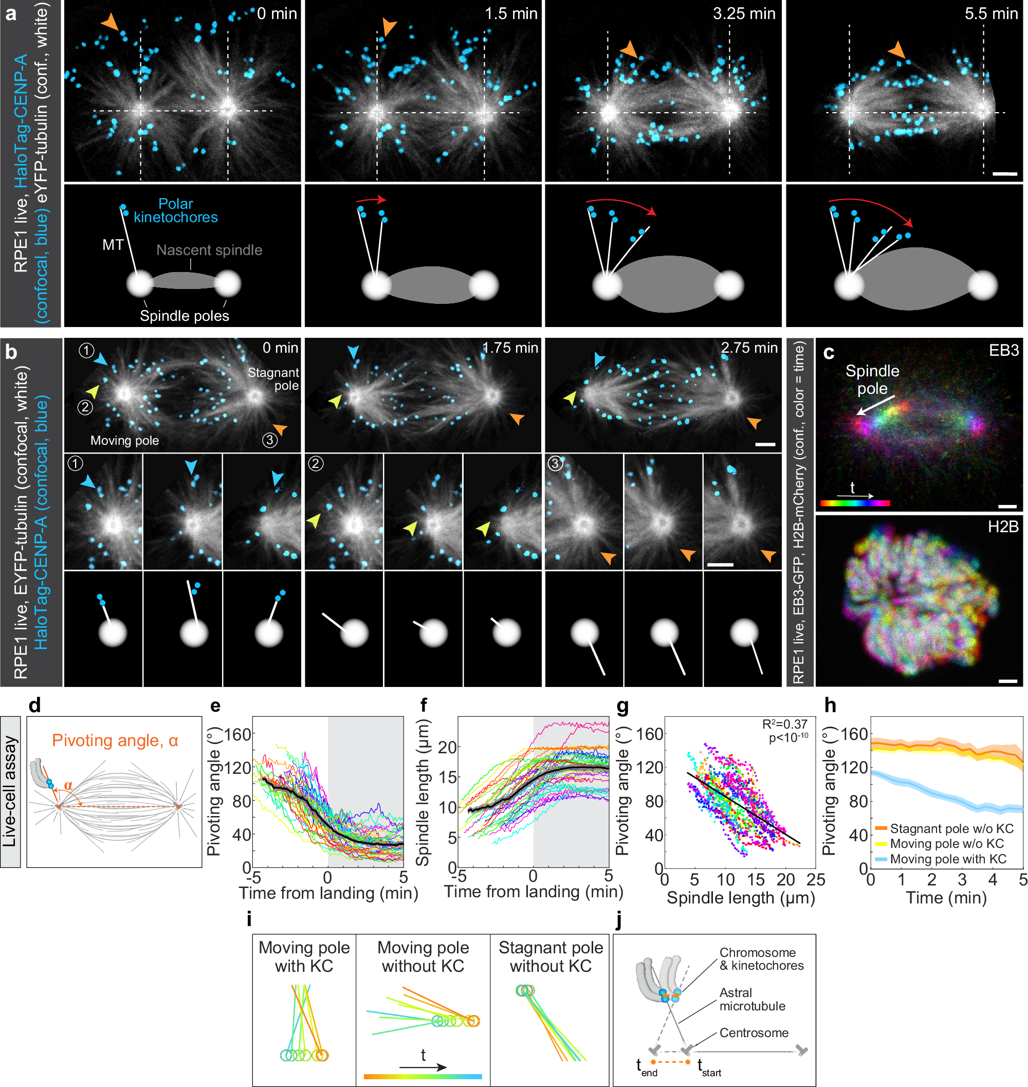 Fig. 2: Polar chromosomes rely on spindle elongation-driven pivoting of astral microtubules to pass the polar region.
