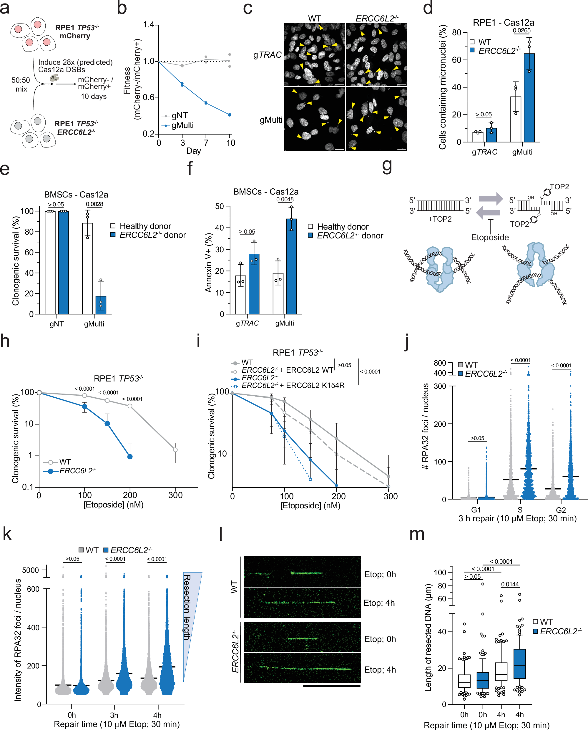 Fig. 3: Multiple staggered DSBs manifest in cell toxicity and excessive resection.