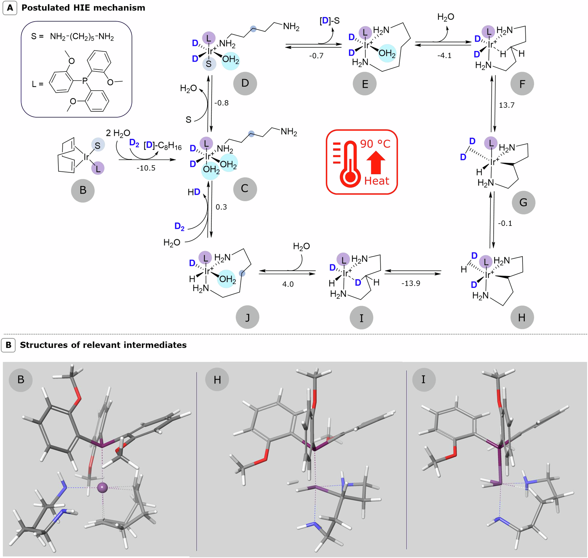 Fig. 4: Postulated mechanism.
