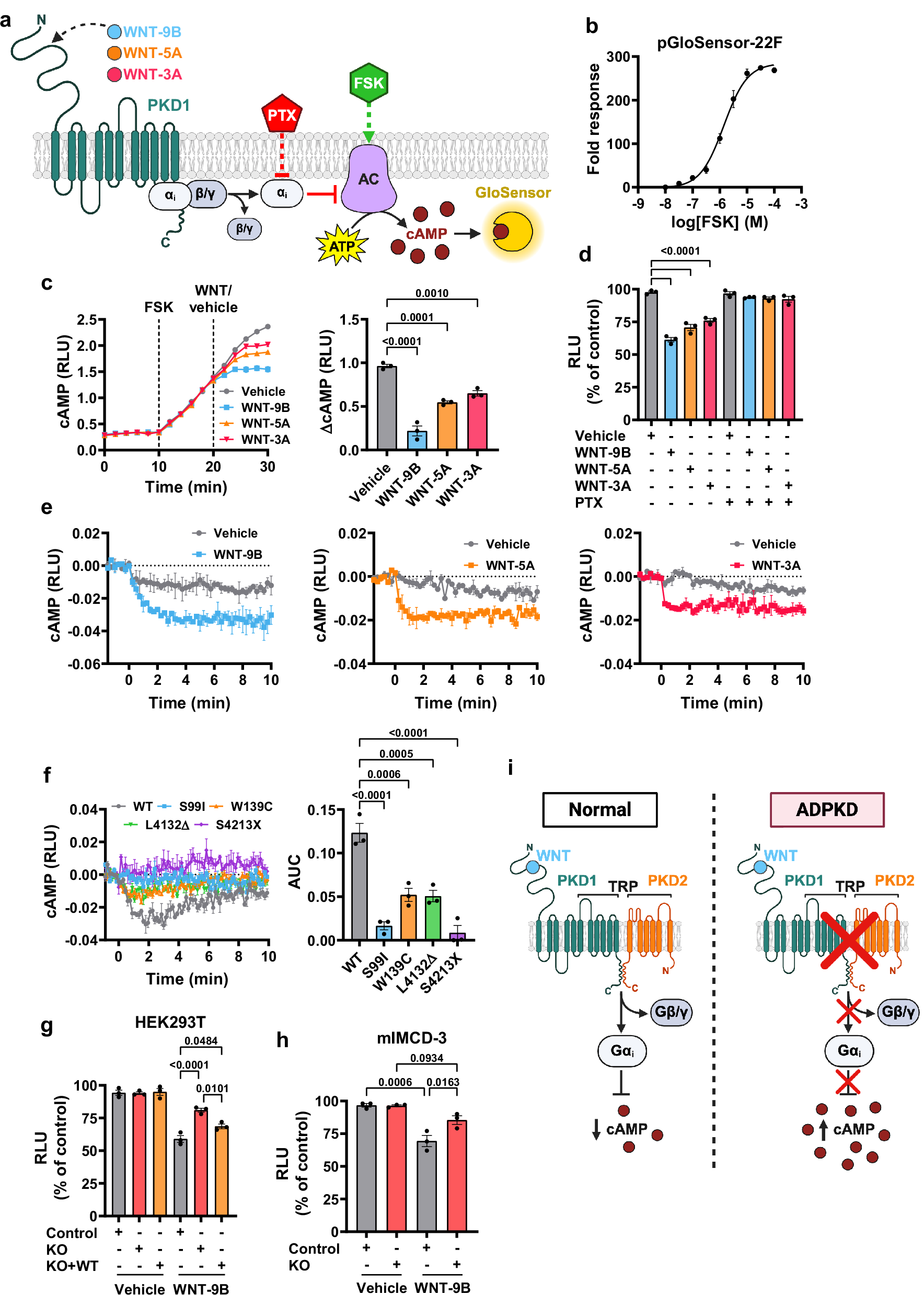 Fig. 6: PKD1-mediated Gai1-3 activation inhibits cAMP accumulation.