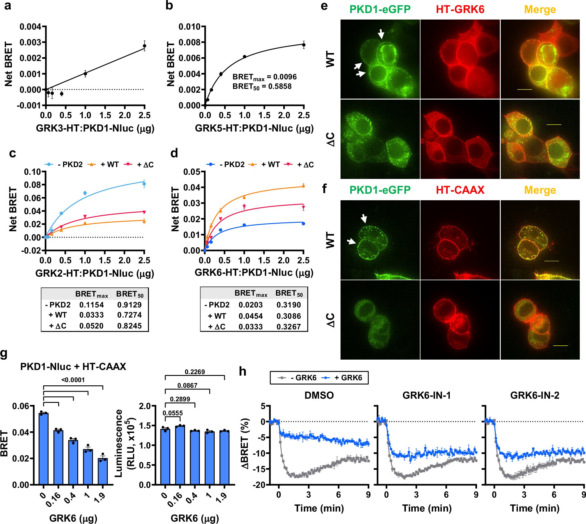 Fig. 7: GRK6 associates and promotes internalization of PKD1.