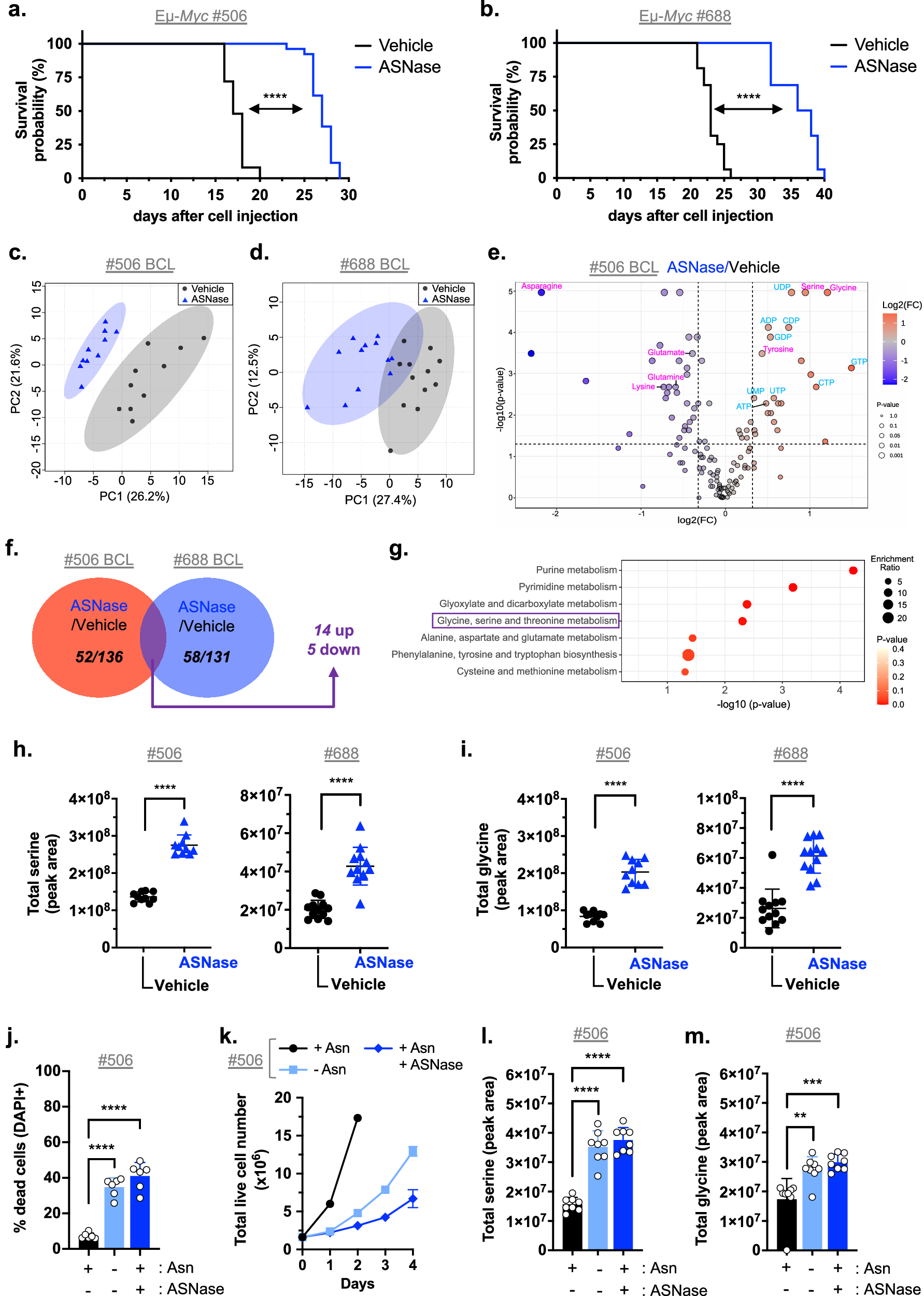 Fig. 1: ASNase treatment triggers elevated serine and glycine levels in tumor cells in vitro and in vivo.