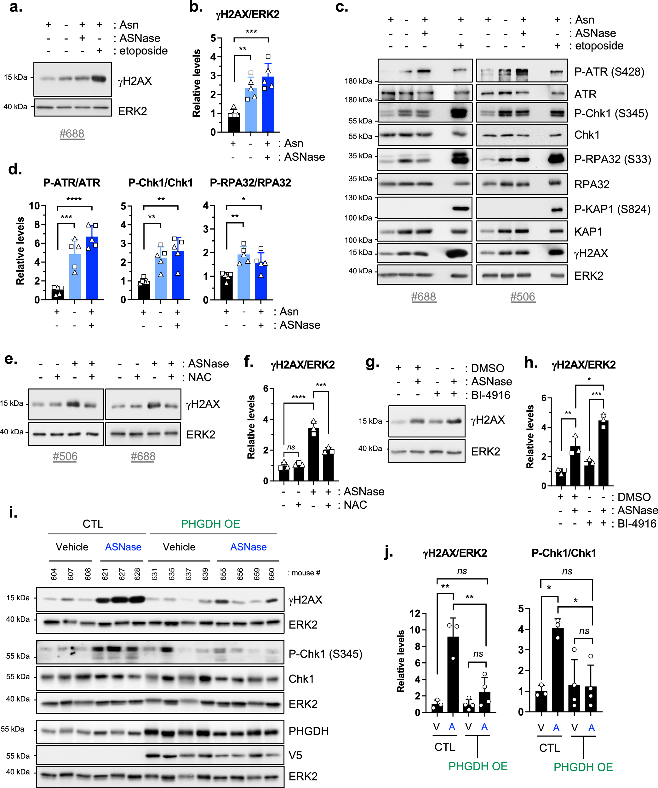 Fig. 6: ASNase-treated malignant B cells exhibit oxidative stress-associated DNA damages, which are prevented by PHGDH overexpression.